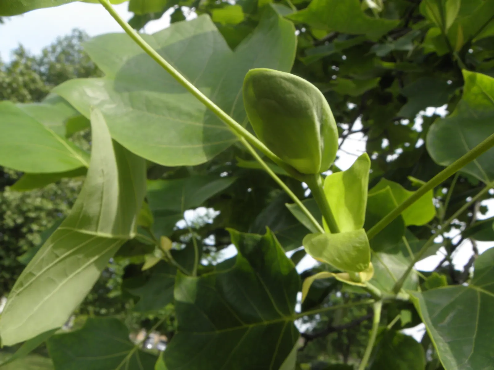 Tulip Tree (Liriodendron Tulipifera) — creating a vibrant green canopy in the summer that turns to a brilliant yellow hue in the fall, image 73