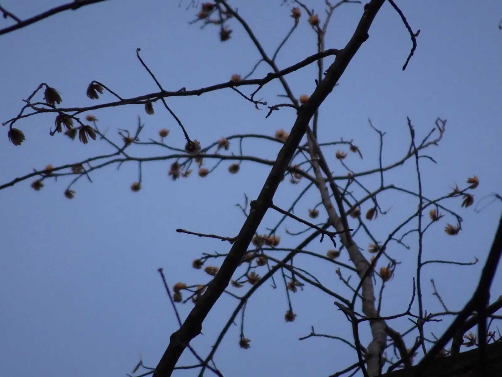 Tulip Tree (Liriodendron Tulipifera) — and moist soil conditions; it requires ample space for growth, both above and below ground, as it possesses, image 107