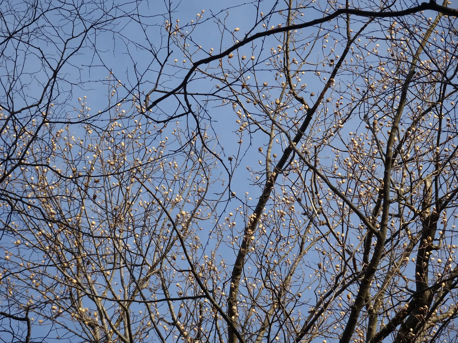 Tulip Tree (Liriodendron Tulipifera) — This species is native to the Eastern United States and is a member of the magnolia family; is a remarkable, image 126