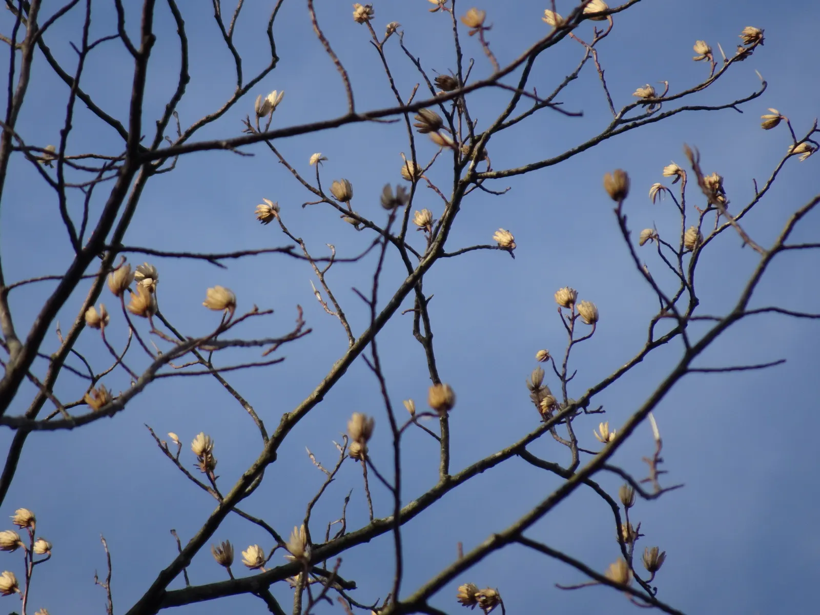 Tulip Tree (Liriodendron Tulipifera) — it offers rapid growth and a tall; this species is native to the Eastern United States and is a member of the magnolia