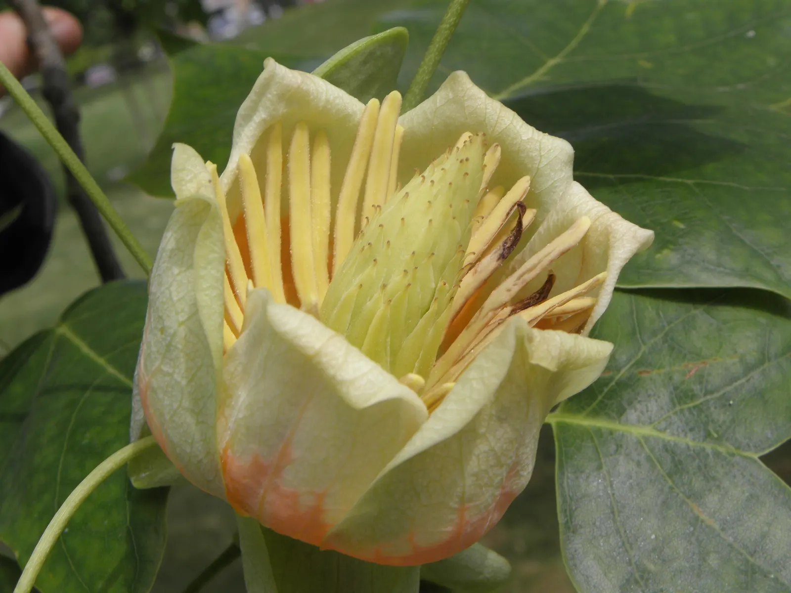 Tulip Tree (Liriodendron Tulipifera) — native to Eastern North America