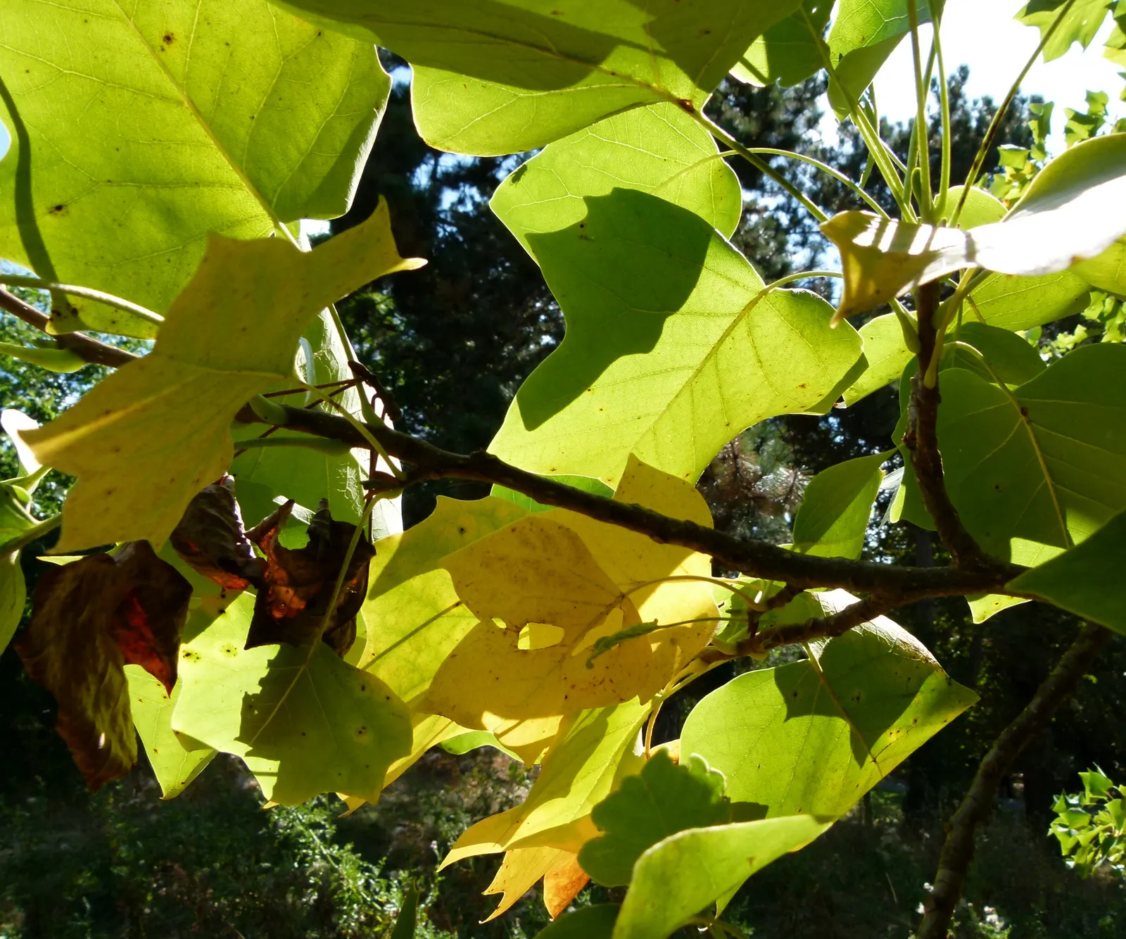 Tulip Tree (Liriodendron Tulipifera) — making it more suitable for sizable estates or public parks rather than small residential gardens
