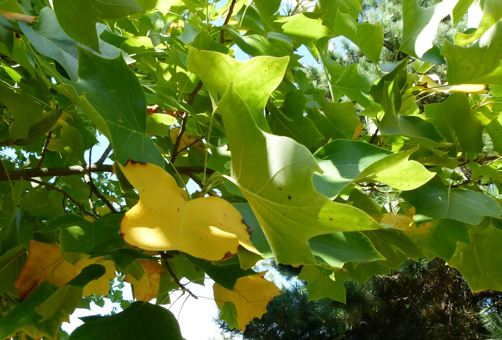 Tulip Tree (Liriodendron Tulipifera) — Careful consideration should be given to its placement due to its large size at maturity; green and yellow, image 83