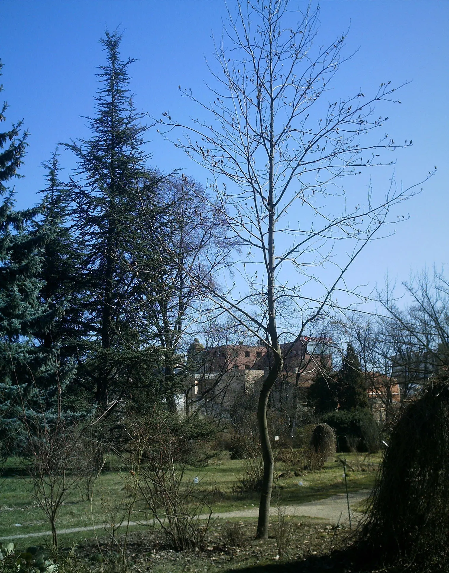 Tulip Tree (Liriodendron Tulipifera) — scientifically known as Liriodendron tulipifera; commanding attention with its statuesque form and elegant beauty