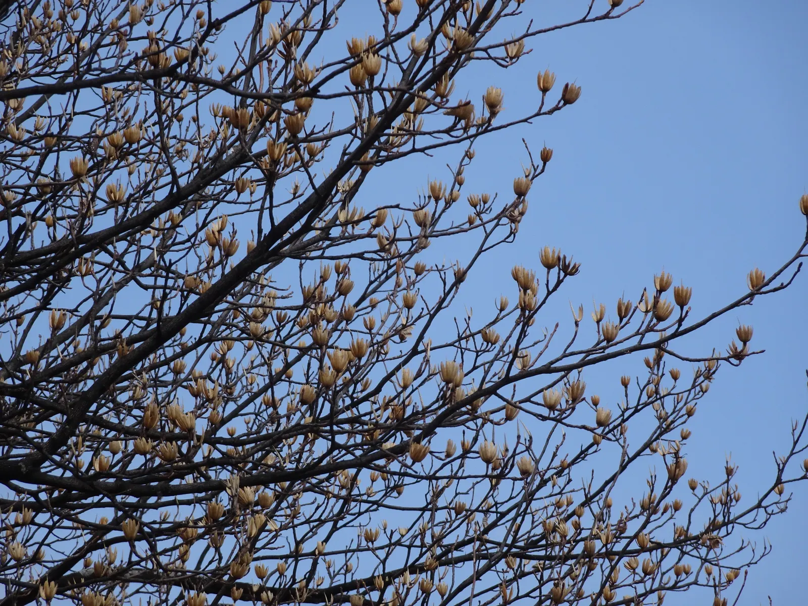 Tulip Tree (Liriodendron Tulipifera) — The canopy spread can be quite generous; the Tulip Tree (Liriodendron tulipifera), image 71