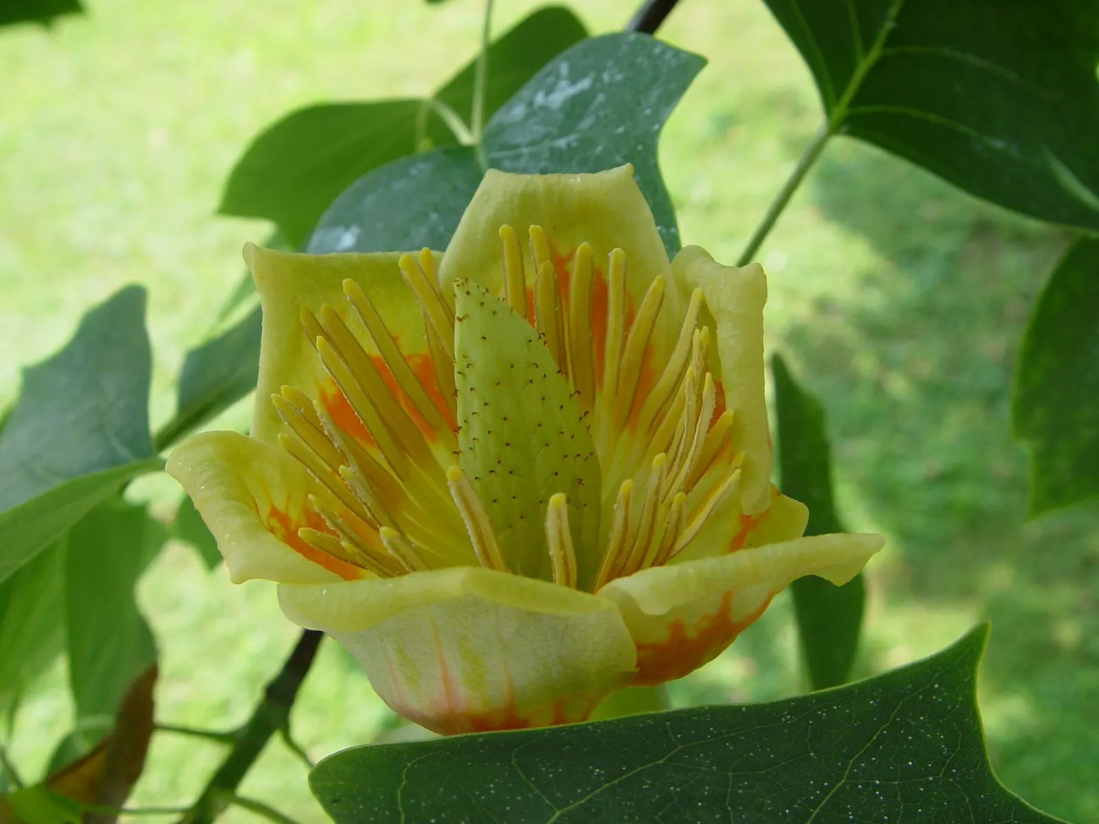 Tulip Tree (Liriodendron Tulipifera) — native to Eastern North America; it soars to impressive heights ranging from 70 to 100 feet, image 147