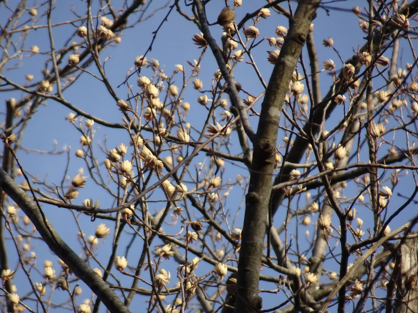 Tulip Tree (Liriodendron Tulipifera) — making it more suitable for sizable estates or public parks rather than small residential gardens; the, image 142