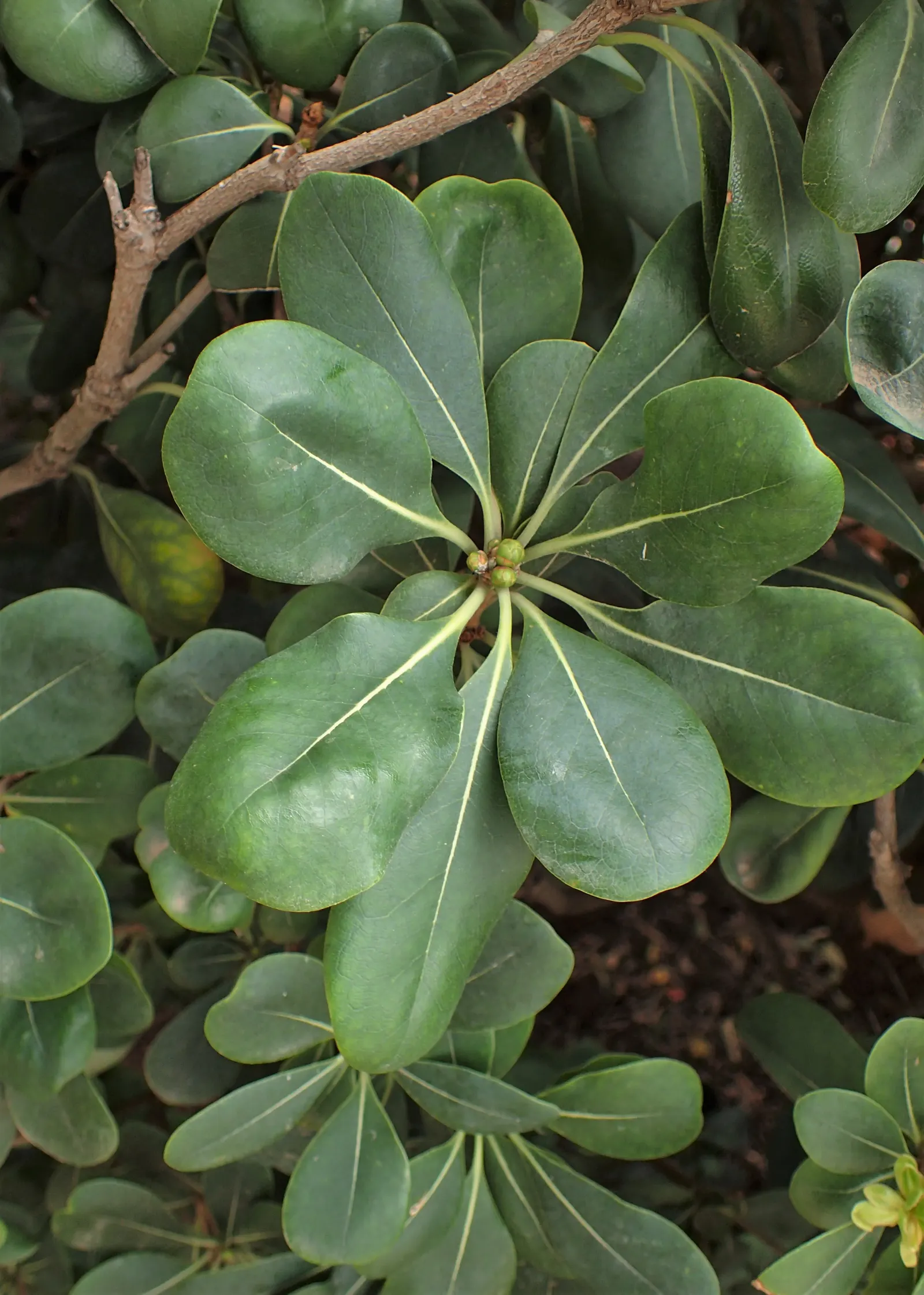 Cheesewood (Pittosporum Viridiflorum) — Given its size and aesthetic appeal; ensure to provide sufficient spacing from other plants