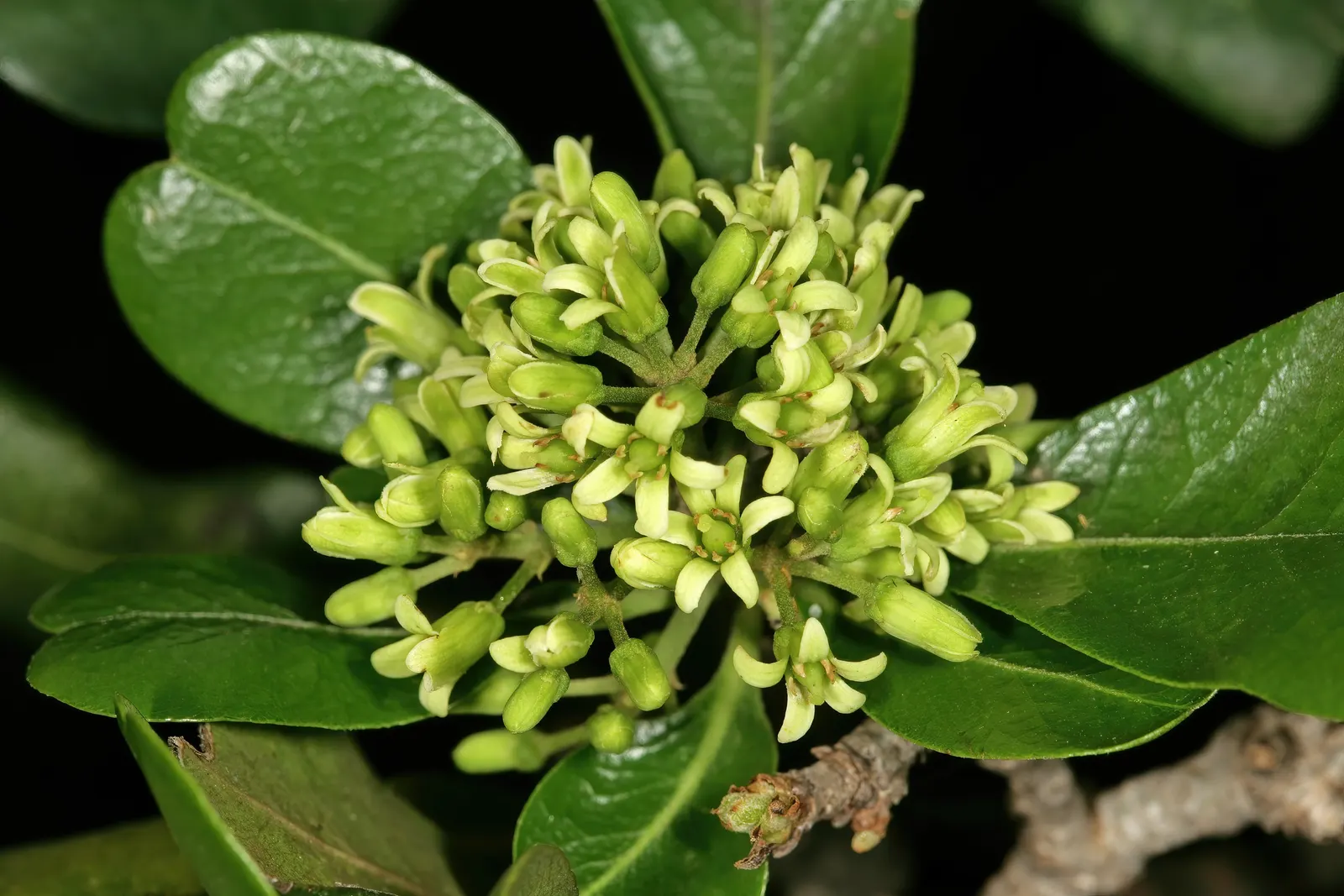 Cheesewood (Pittosporum Viridiflorum) — to accommodate its mature spread and height; these blossoms are a subtle addition, image 177