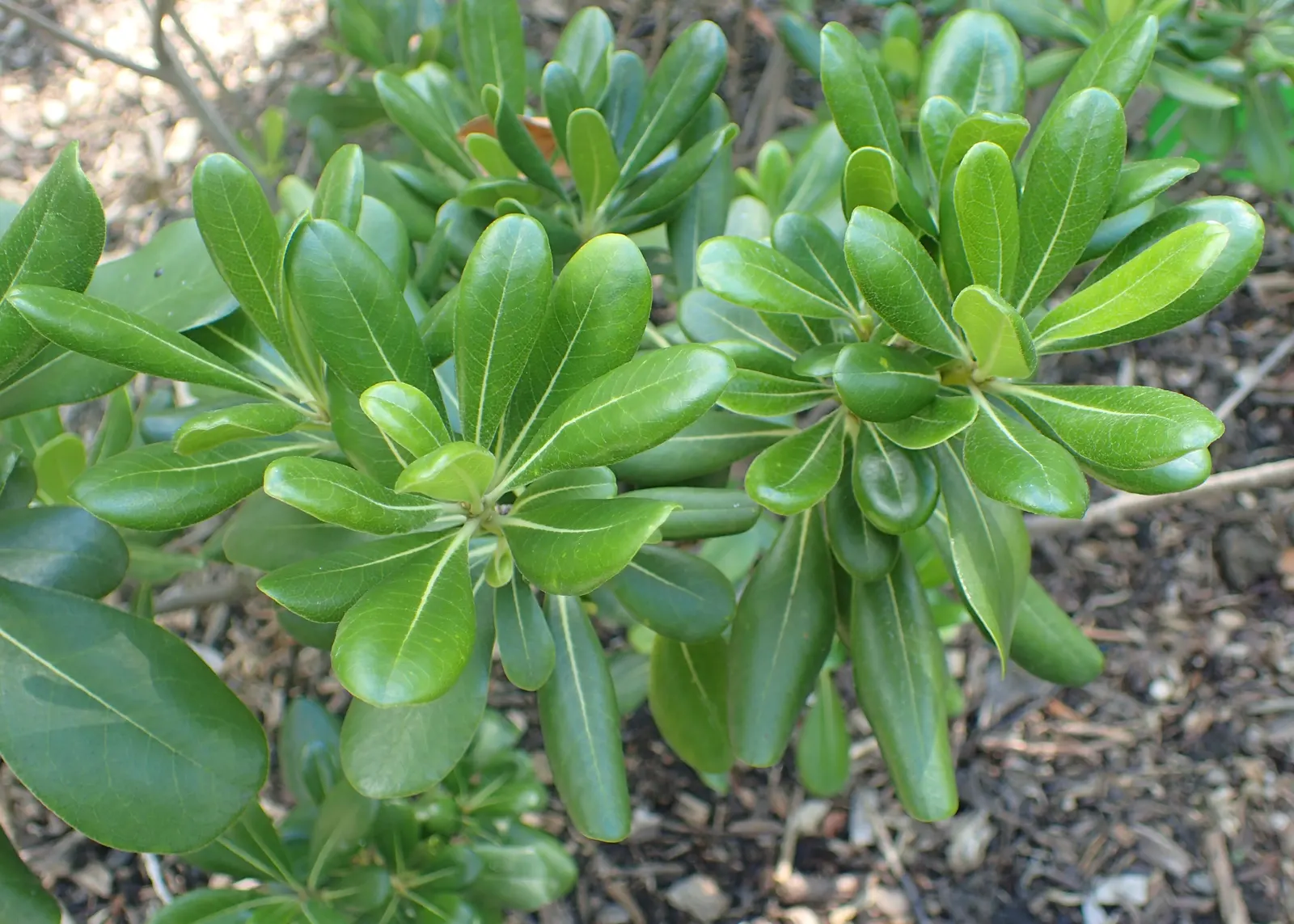 Cheesewood (Pittosporum Viridiflorum) — Its growth rate is moderate, and it thrives in USDA hardiness zones 10 to 11; gardeners will also, image 89