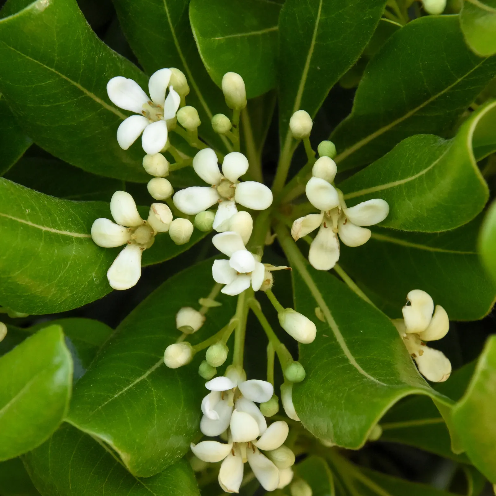 Cheesewood (Pittosporum Viridiflorum) — It's a versatile plant that can be used as a standalone specimen or grouped as a hedge or screen; the trunk, image 121