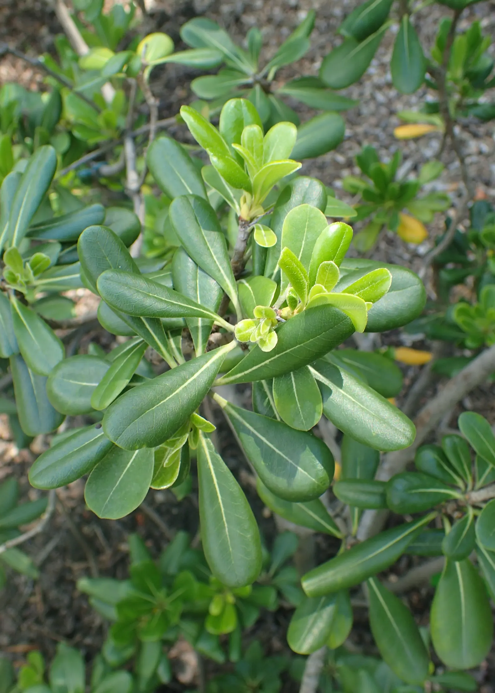 Cheesewood (Pittosporum Viridiflorum) — is renowned for its ornamental beauty and adaptability; commonly known as Cheesewood, image 60