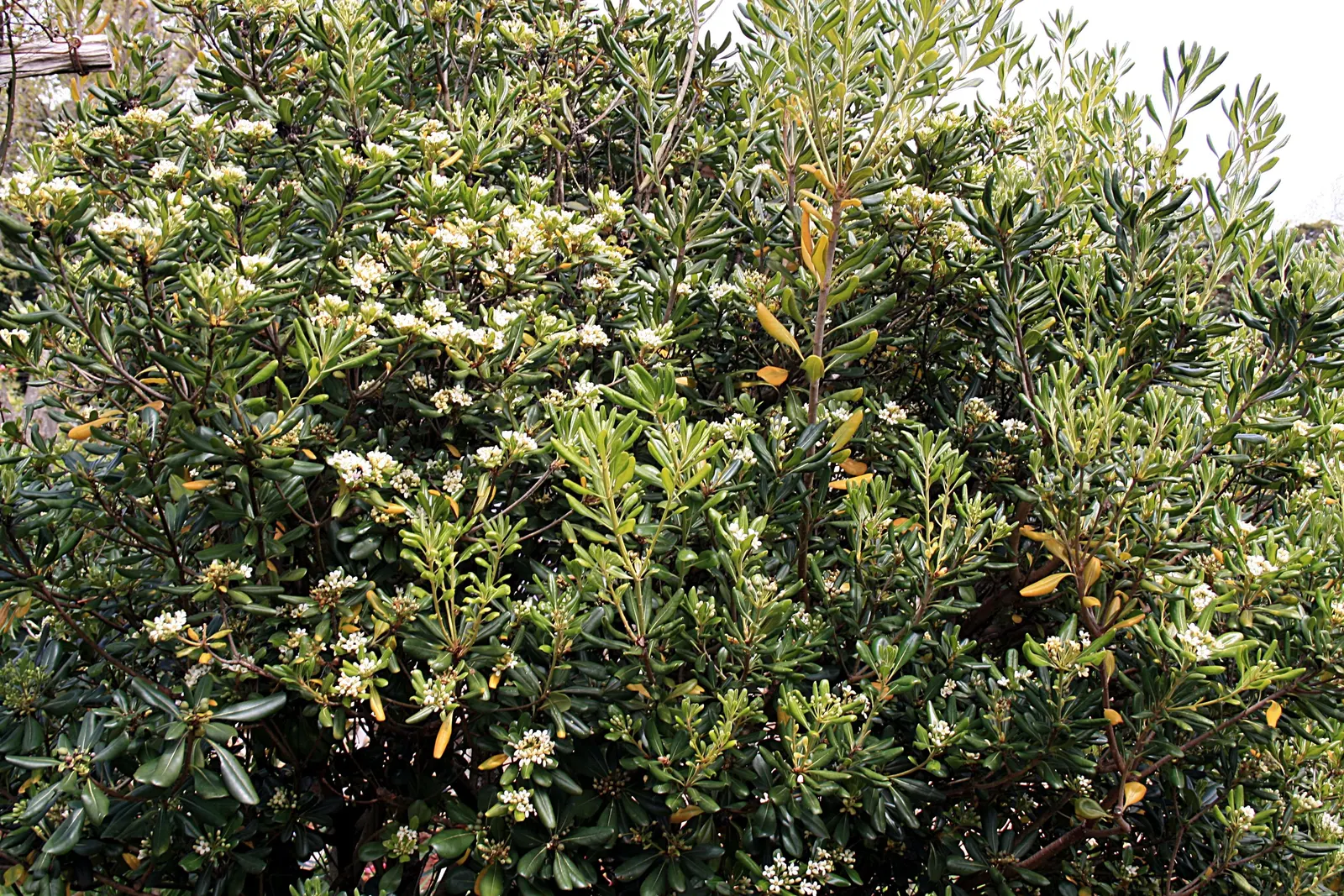 Cheesewood (Pittosporum Viridiflorum) — shrub with white blooms; and are followed by yellow, image 129