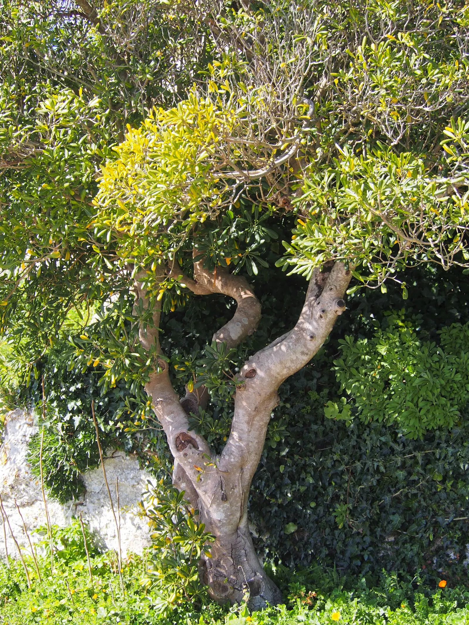 Cheesewood (Pittosporum Viridiflorum) — It's a versatile plant that can be used as a standalone specimen or grouped as a hedge or screen; the trunk and