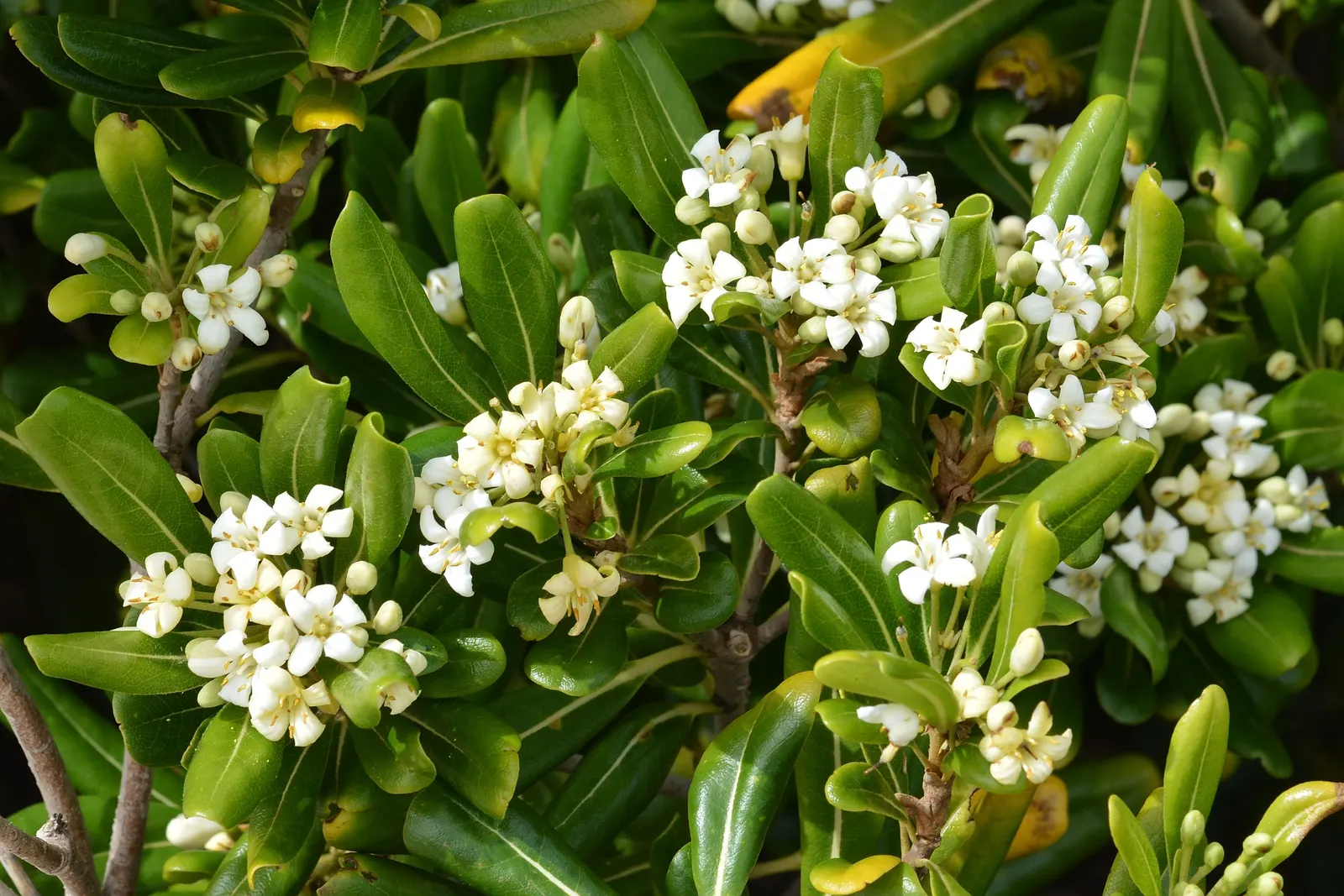 Cheesewood (Pittosporum Viridiflorum) — Given its size and aesthetic appeal; ensure to provide sufficient spacing from other plants, image 122