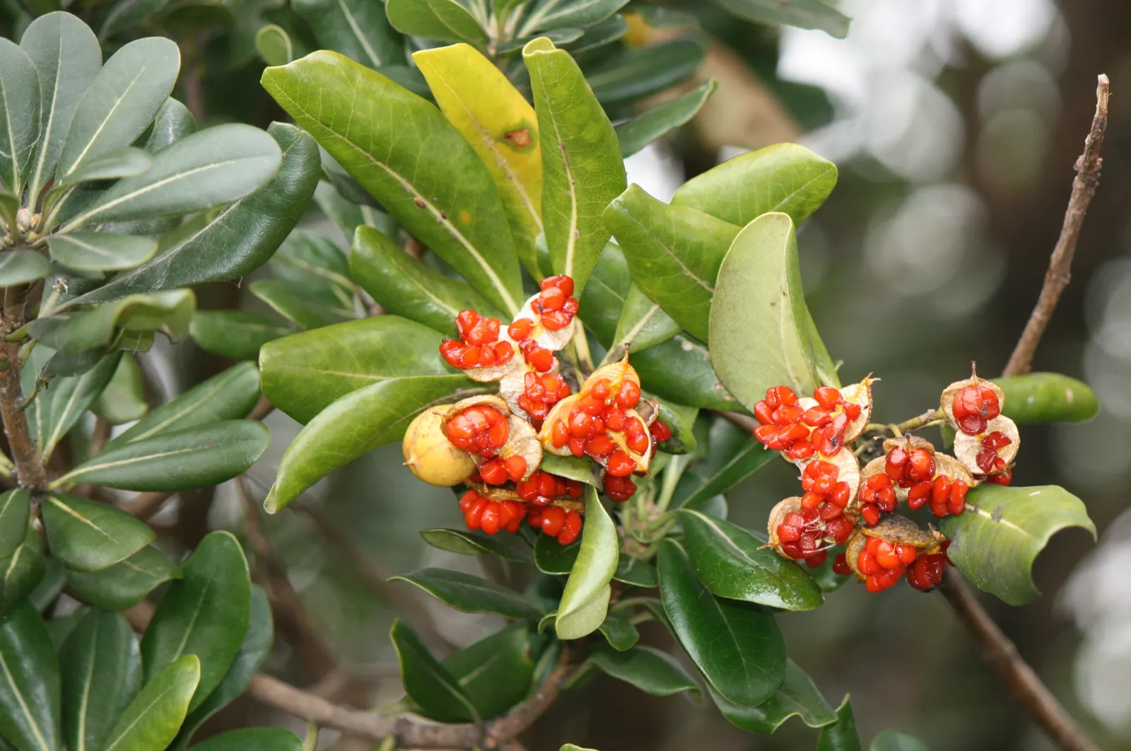 Cheesewood (Pittosporum Viridiflorum) — commonly referred to as Cheesewood; typically around 10 to 15 feet, image 111