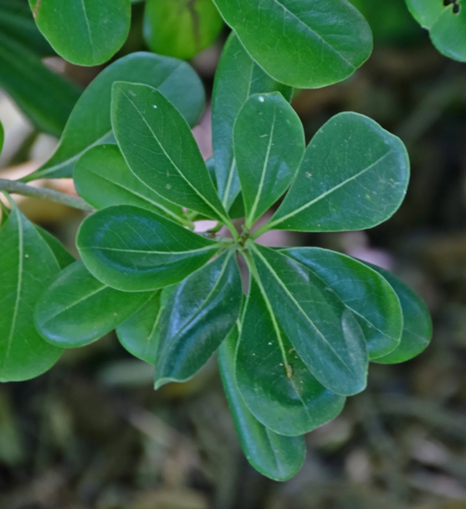 Cheesewood (Pittosporum Viridiflorum) — and are followed by yellow; ideal for screens and hedges, its compact growth habit requires minimal pruning, image 120