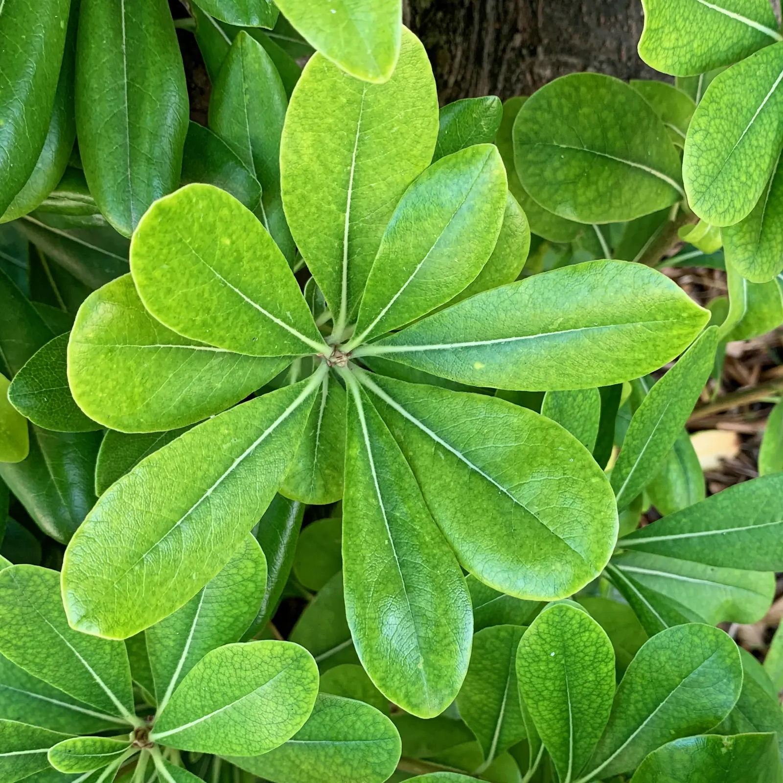 Cheesewood (Pittosporum Viridiflorum) — Its growth rate is moderate, and it thrives in USDA hardiness zones 10 to 11; gardeners will also, image 141