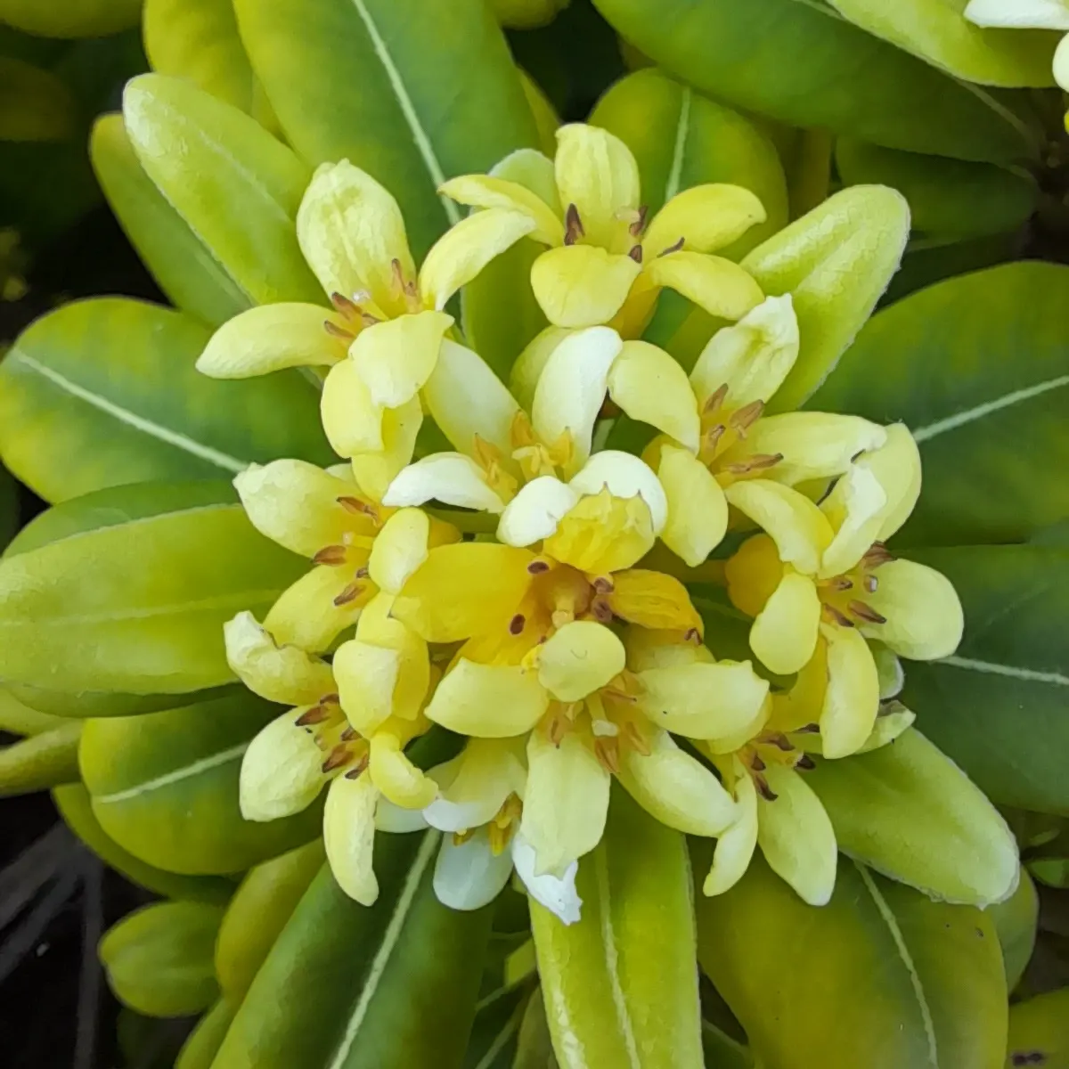 Cheesewood (Pittosporum Viridiflorum) — making it an excellent choice for both private gardens and public landscapes; is renowned for its, image 113