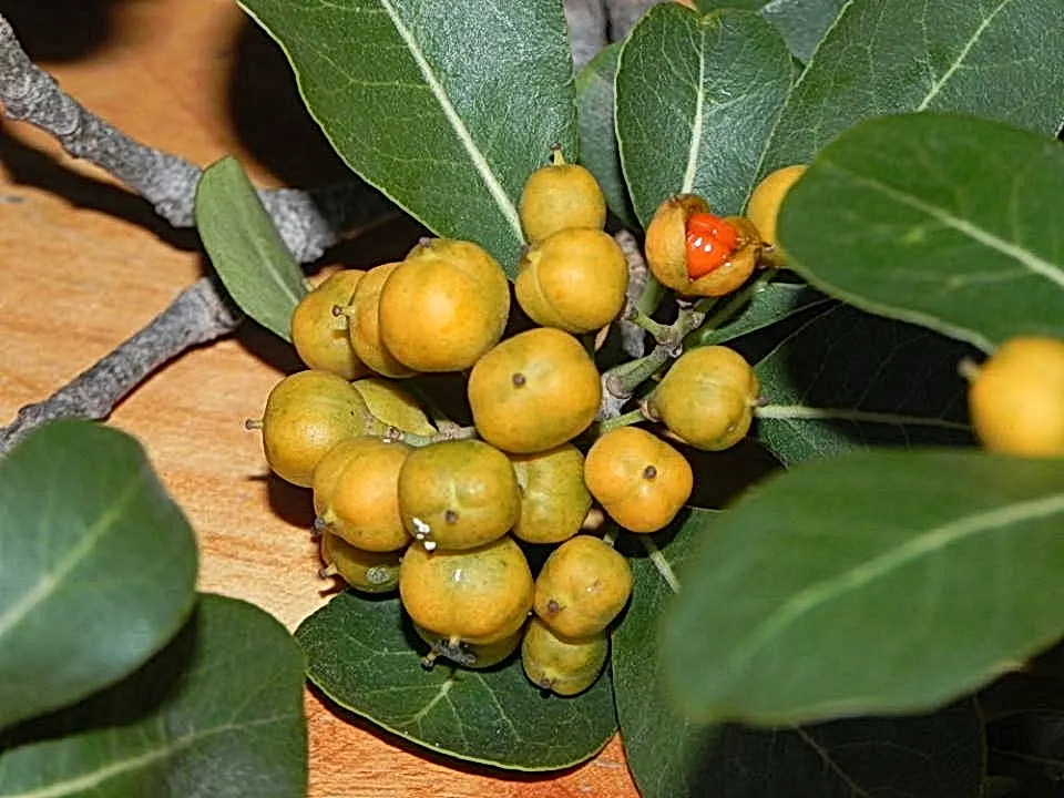Cheesewood (Pittosporum Viridiflorum) — white flowers in the garden; making it an excellent choice for both private gardens and public landscapes, image 180
