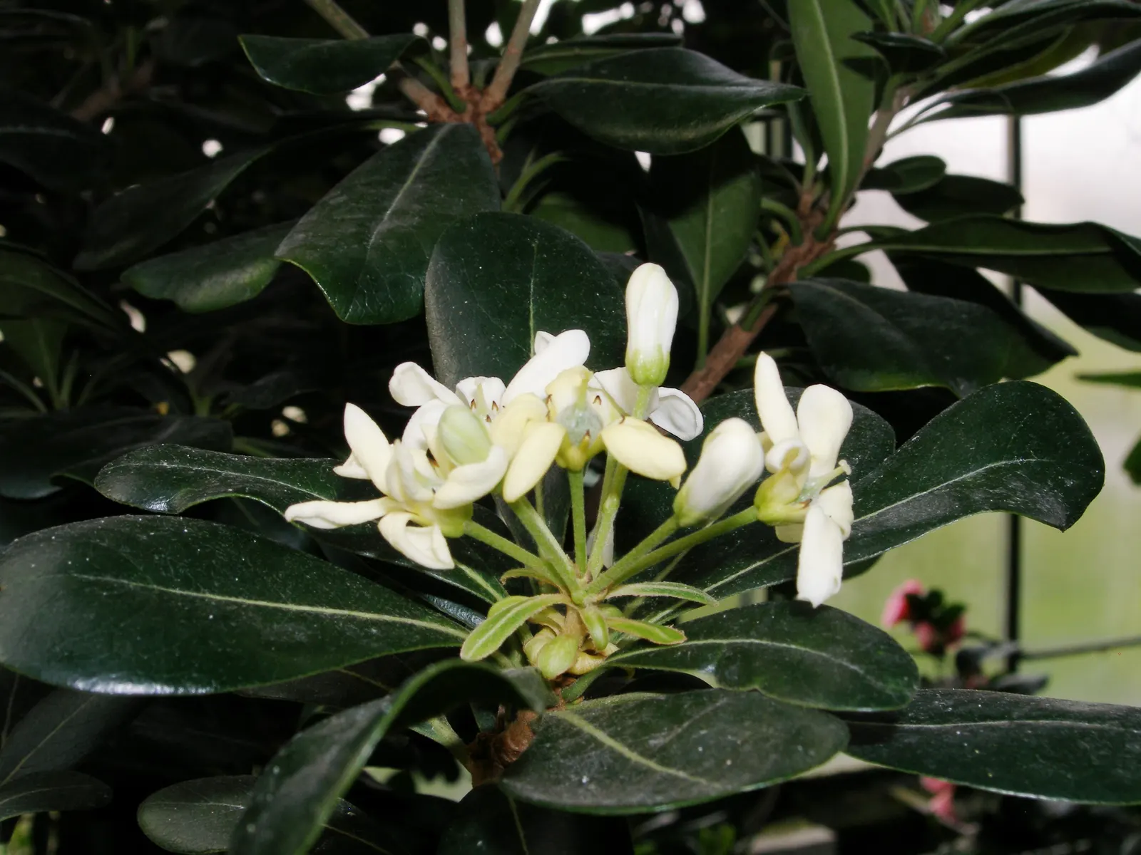 Cheesewood (Pittosporum Viridiflorum) — white flowers in the garden; making it an excellent choice for both private gardens and public landscapes, image 128