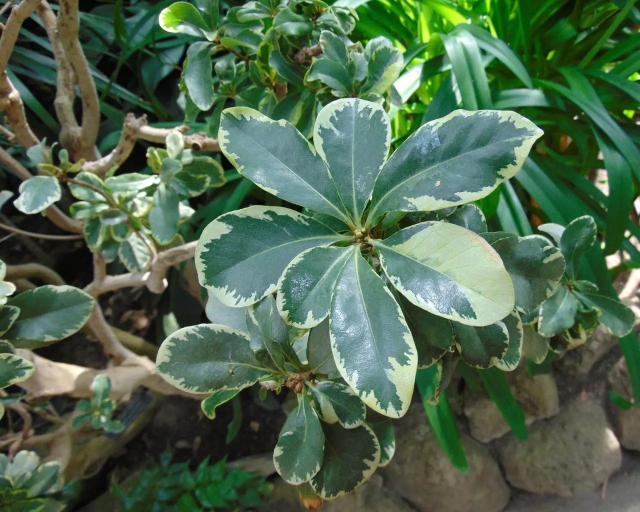 Cheesewood (Pittosporum Viridiflorum) — allowing for the maintenance of desired shapes and sizes within the landscape design; is a versatile, image 127