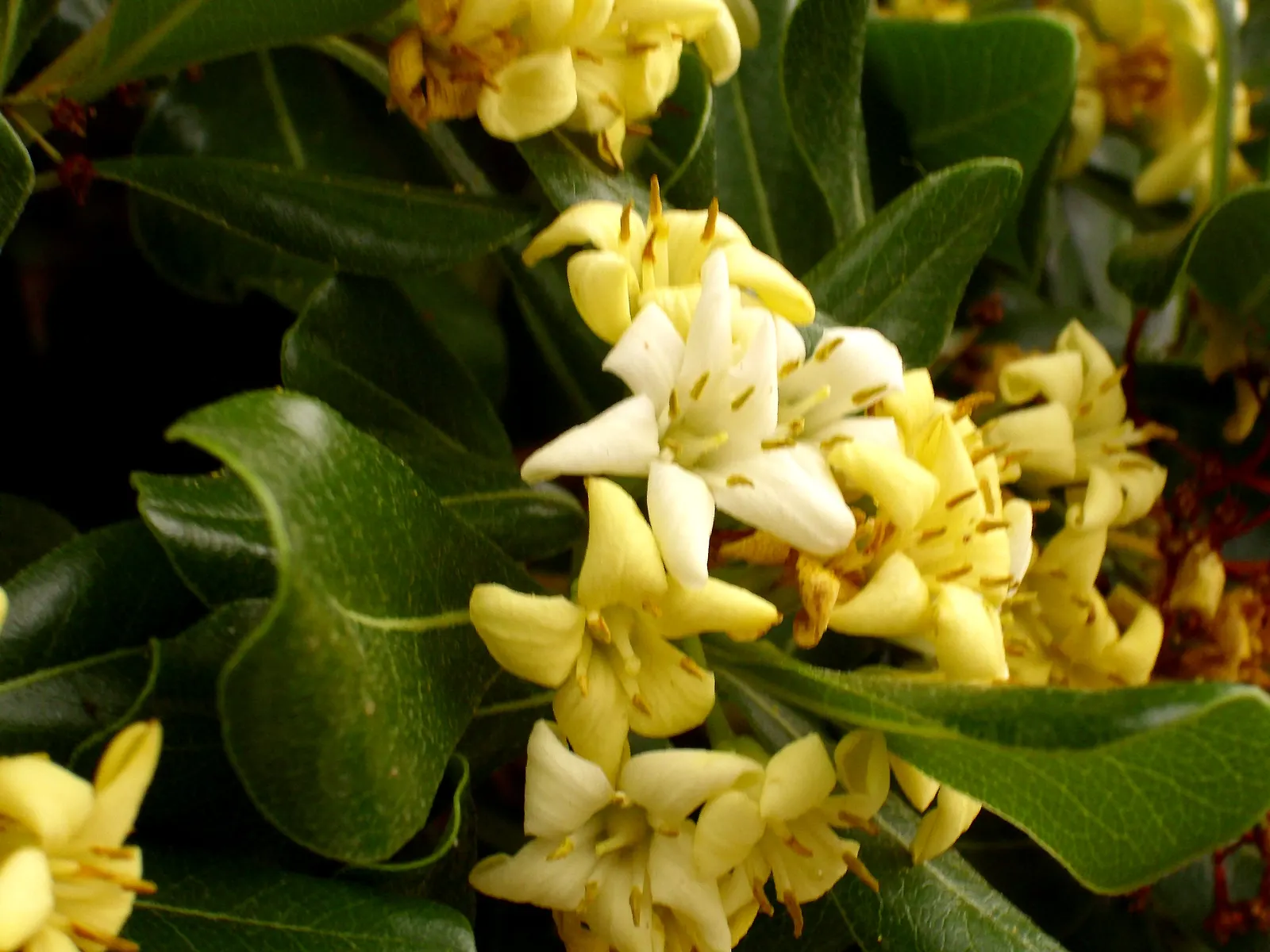 Cheesewood (Pittosporum Viridiflorum) — Its dense, glossy green foliage and small, fragrant yellow-green flowers add texture and aroma to, image 133
