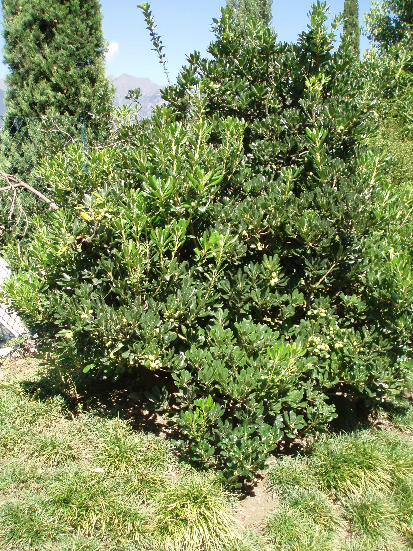Cheesewood (Pittosporum Viridiflorum) — commonly known as Cheesewood; thriving in USDA zones 9-11, it prefers well-drained soil and can tolerate, image 131