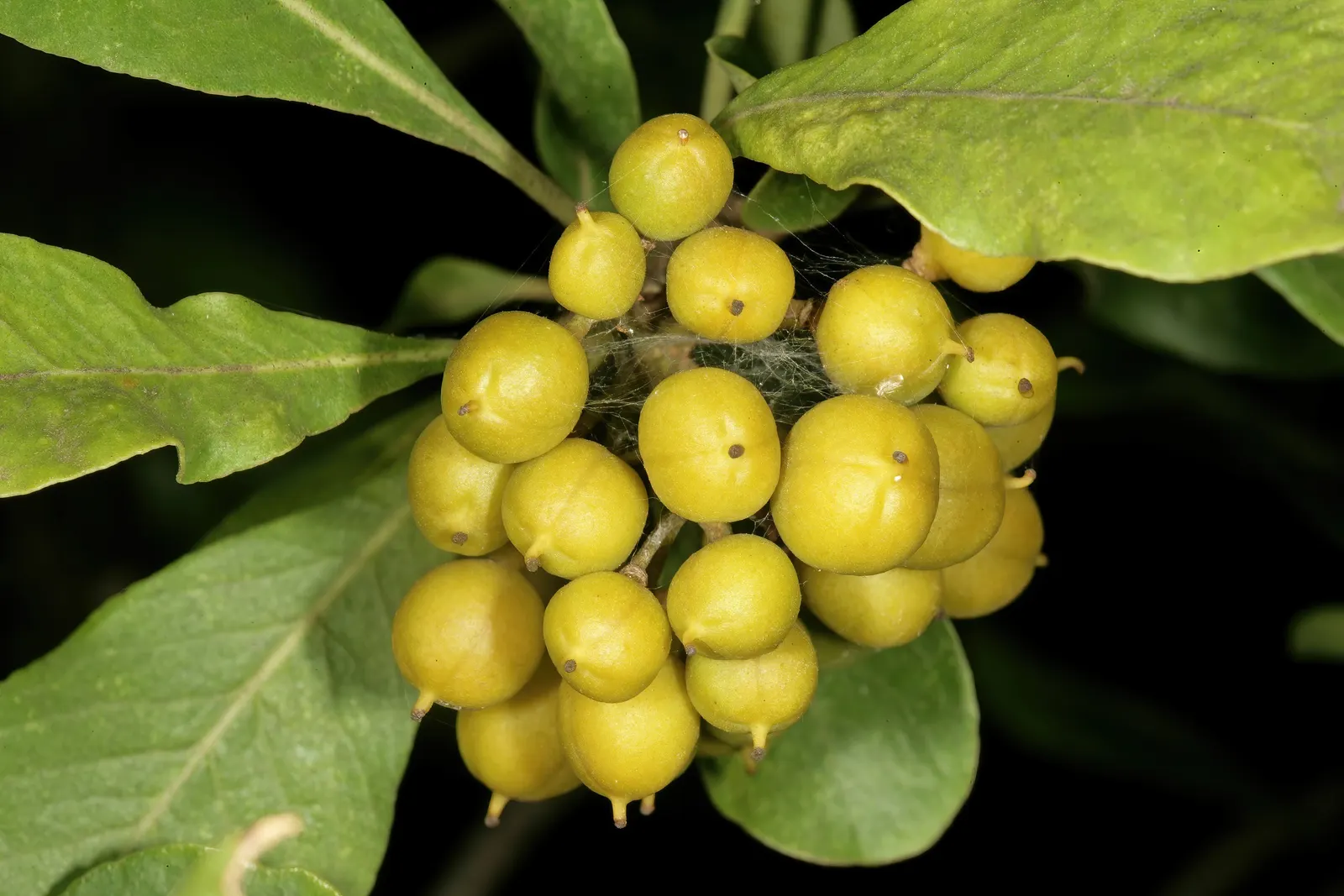 Cheesewood (Pittosporum Viridiflorum) — commonly referred to as Cheesewood
