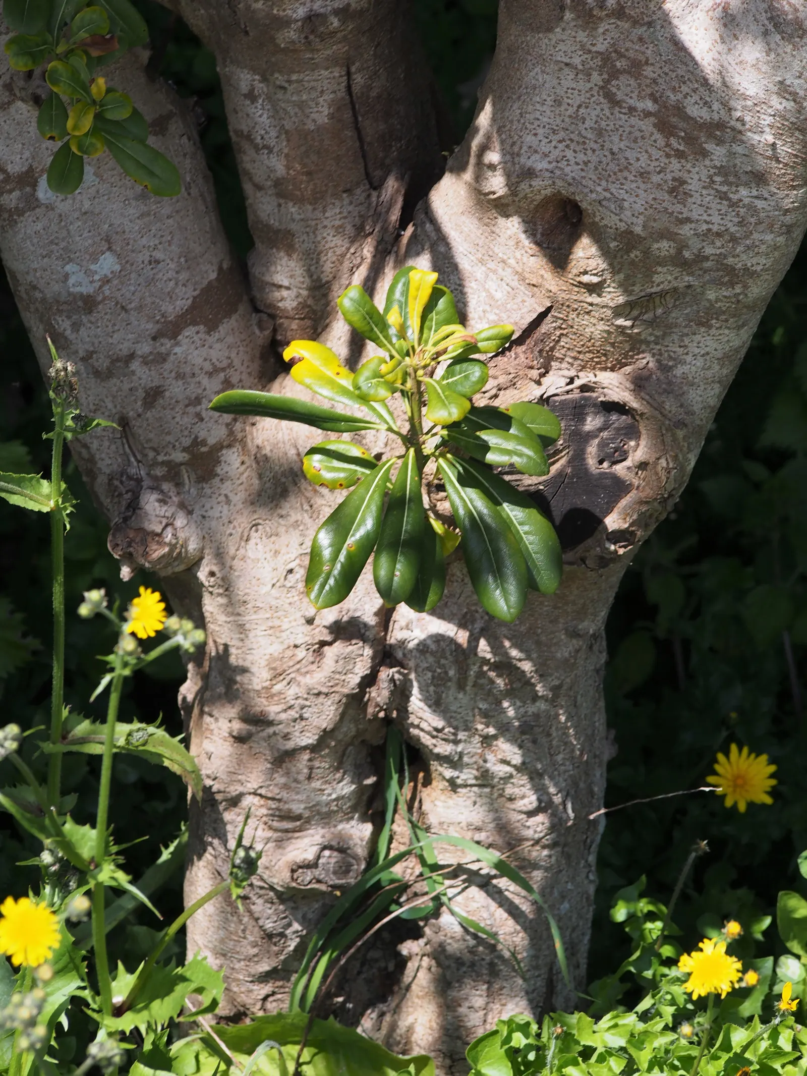 Cheesewood (Pittosporum Viridiflorum) — These blossoms are a subtle addition; it's a versatile plant that can be used as a standalone specimen or grouped as a