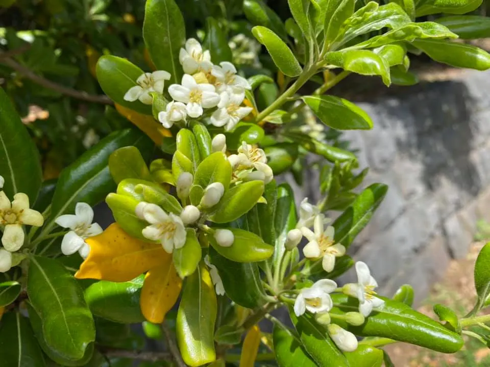 Cheesewood (Pittosporum Viridiflorum) — is renowned for its ornamental beauty and adaptability; commonly known as Cheesewood, image 112