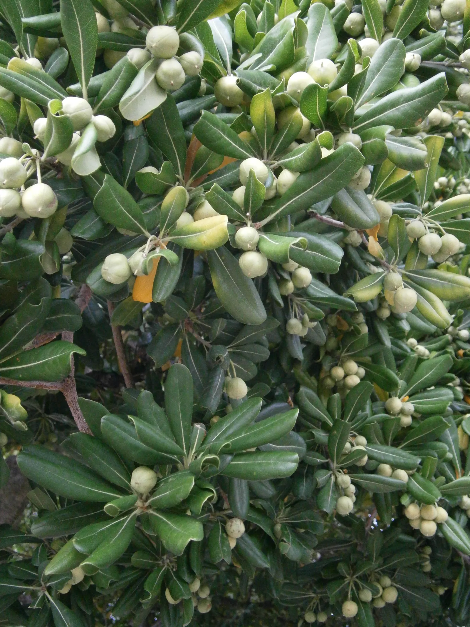 Cheesewood (Pittosporum Viridiflorum) — commonly referred to as Cheesewood; typically around 10 to 15 feet, image 137