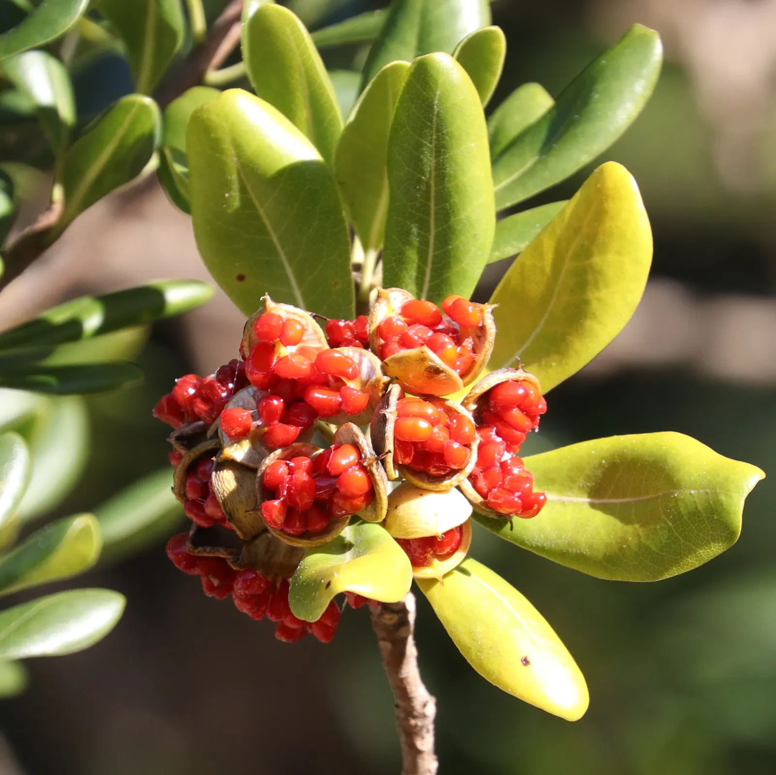 Cheesewood (Pittosporum Viridiflorum) — Thriving in USDA zones 9-11, it prefers well-drained soil and can tolerate partial shade; shrub with white, image 134