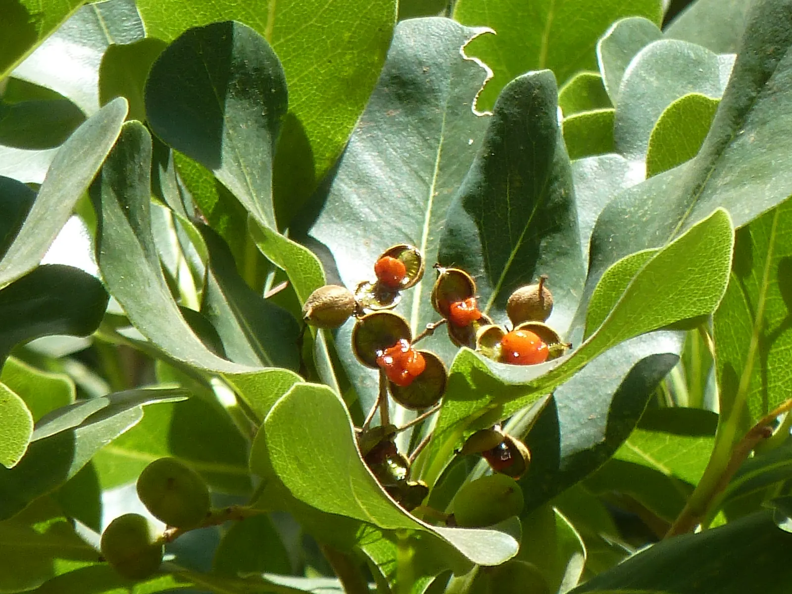 Cheesewood (Pittosporum Viridiflorum) — allowing for the maintenance of desired shapes and sizes within the landscape design; is a versatile, image 179