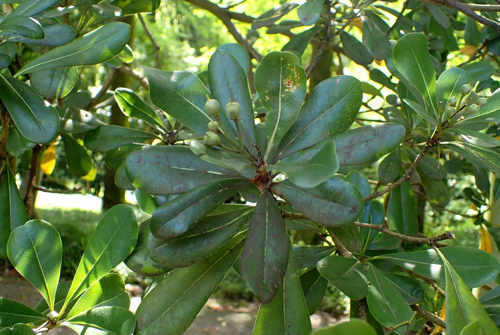 Cheesewood (Pittosporum Viridiflorum) — Its growth rate is moderate, and it thrives in USDA hardiness zones 10 to 11; gardeners will also, image 115