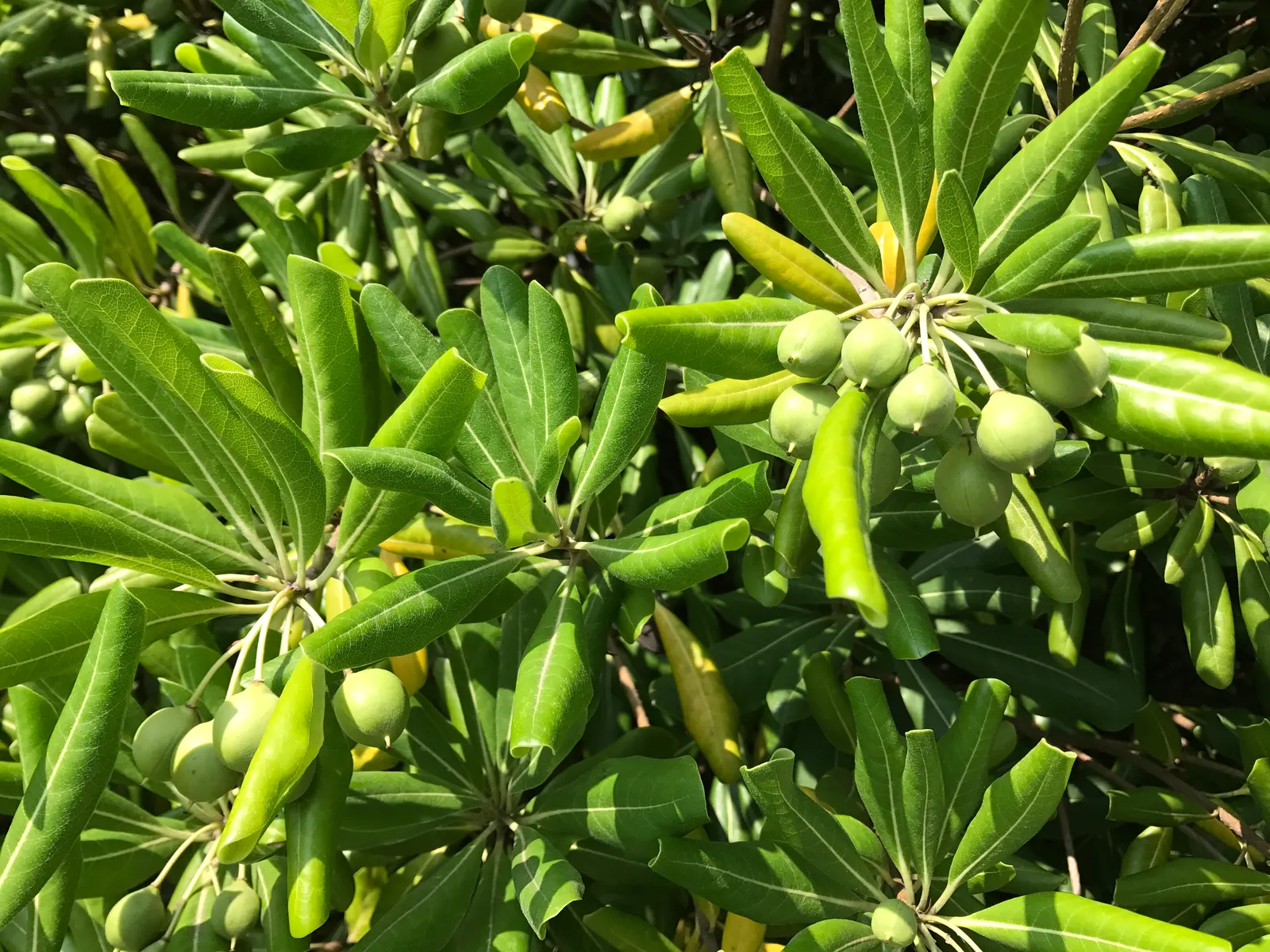 Cheesewood (Pittosporum Viridiflorum) — nestled among the foliage; white flowers in the garden, image 119
