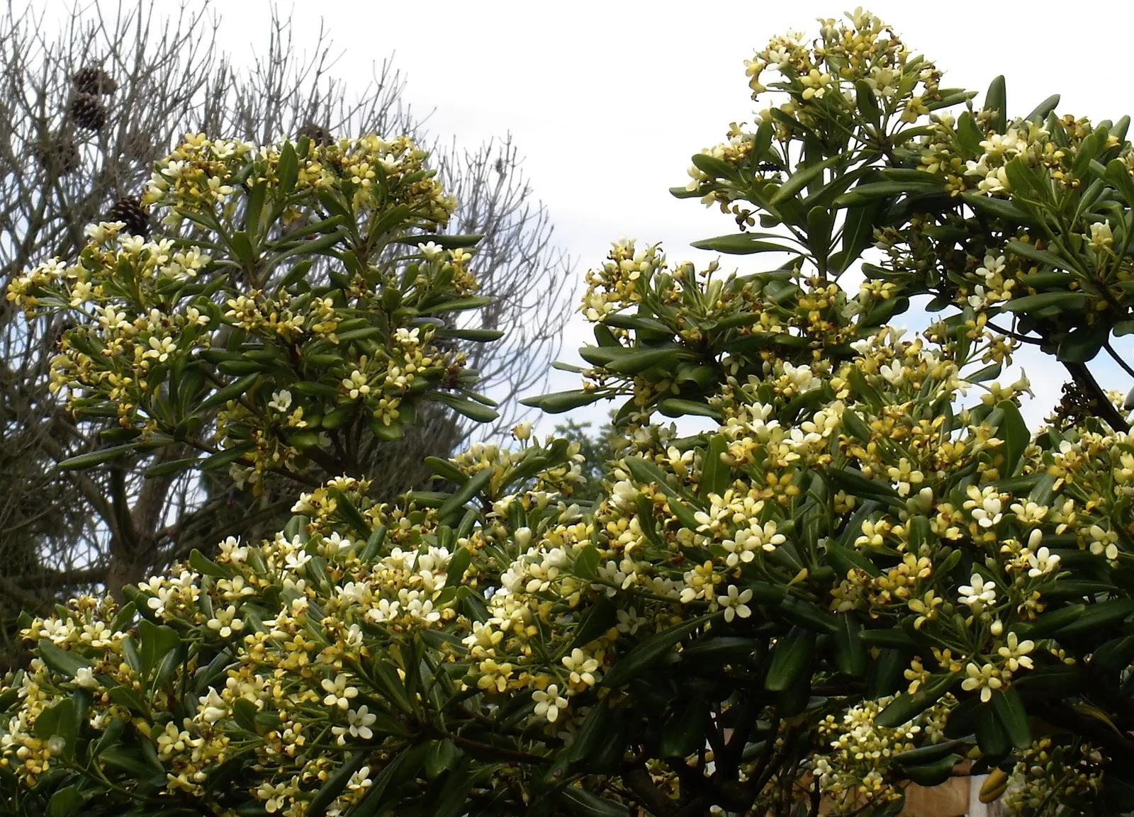 Cheesewood (Pittosporum Viridiflorum) — and mildly fragrant flowers; glossy green leaves that are typically about 1.5 to 4 inches long and 0.6 to, image 117