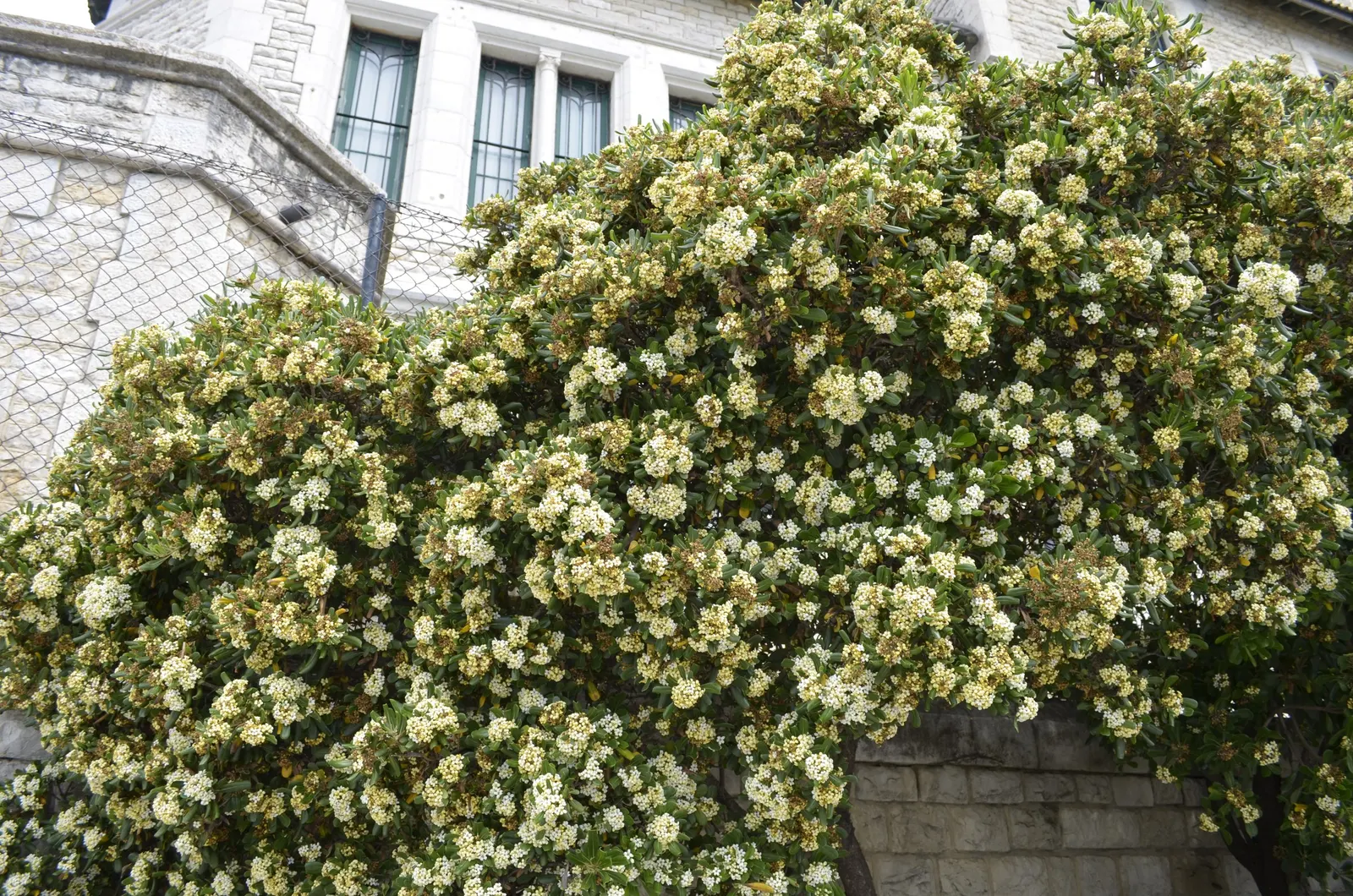 Cheesewood (Pittosporum Viridiflorum) — The trunk and branches form a pleasing; its dense, glossy green foliage and small, fragrant yellow-green, image 116
