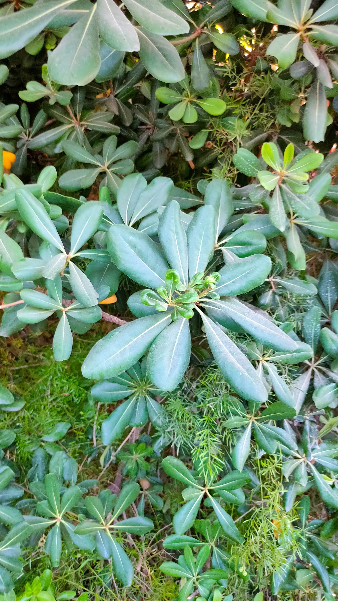 Cheesewood (Pittosporum Viridiflorum) — The trunk and branches form a pleasing; its dense, glossy green foliage and small, fragrant yellow-green, image 142