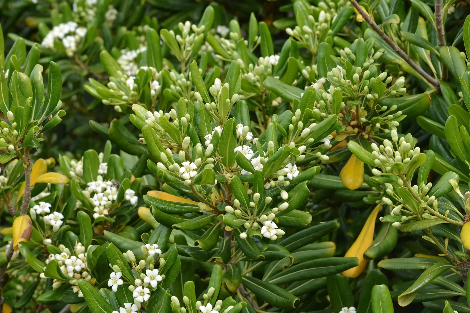 Cheesewood (Pittosporum Viridiflorum) — Gardeners will also appreciate that Cheesewood responds well to pruning; to accommodate its mature spread, image 126