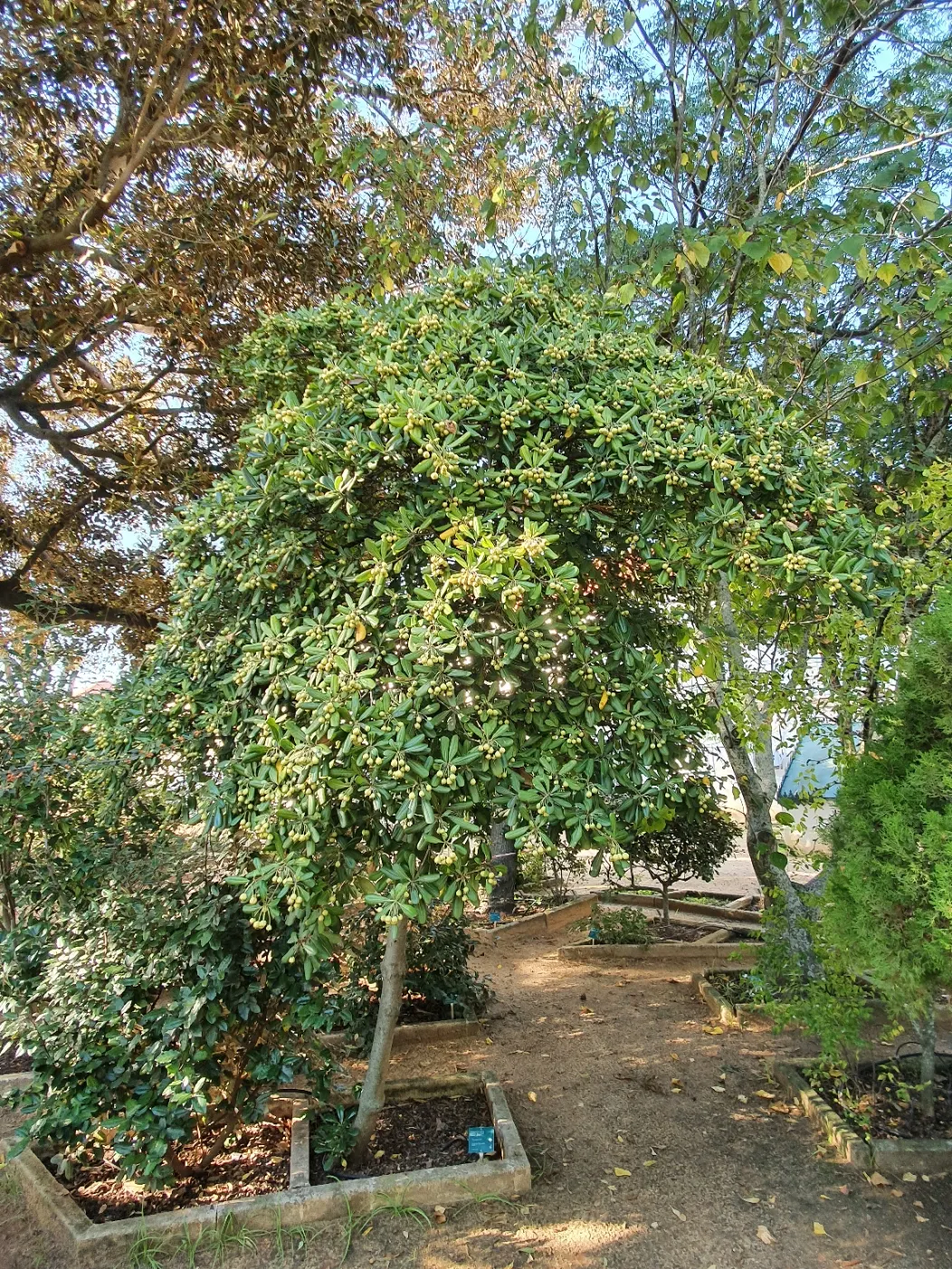 Cheesewood (Pittosporum Viridiflorum) — These blossoms are a subtle addition; it's a versatile plant that can be used as a standalone specimen or, image 118