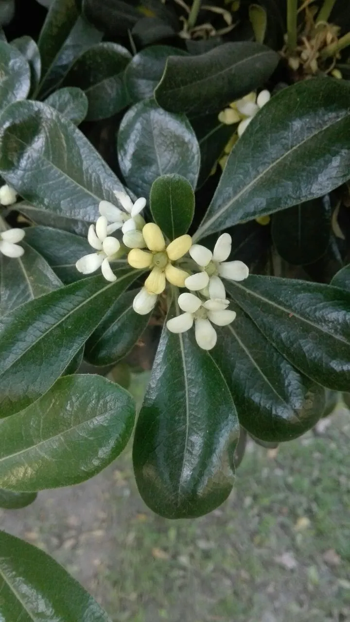 Cheesewood (Pittosporum Viridiflorum) — nestled among the foliage; white flowers in the garden