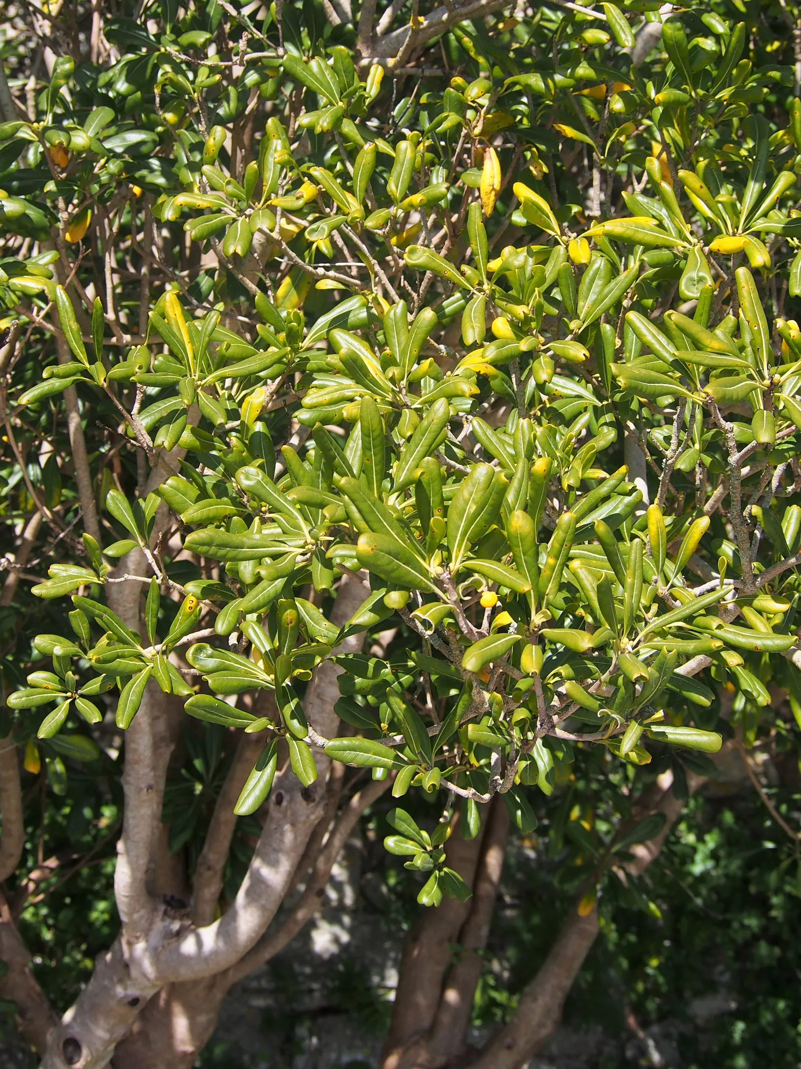 Cheesewood (Pittosporum Viridiflorum) — and mildly fragrant flowers; glossy green leaves that are typically about 1.5 to 4 inches long and 0.6 to 1.5 inches