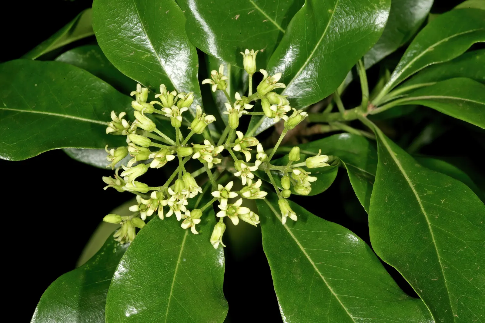 Cheesewood (Pittosporum Viridiflorum) — ensure to provide sufficient spacing from other plants; shrub for full, image 175