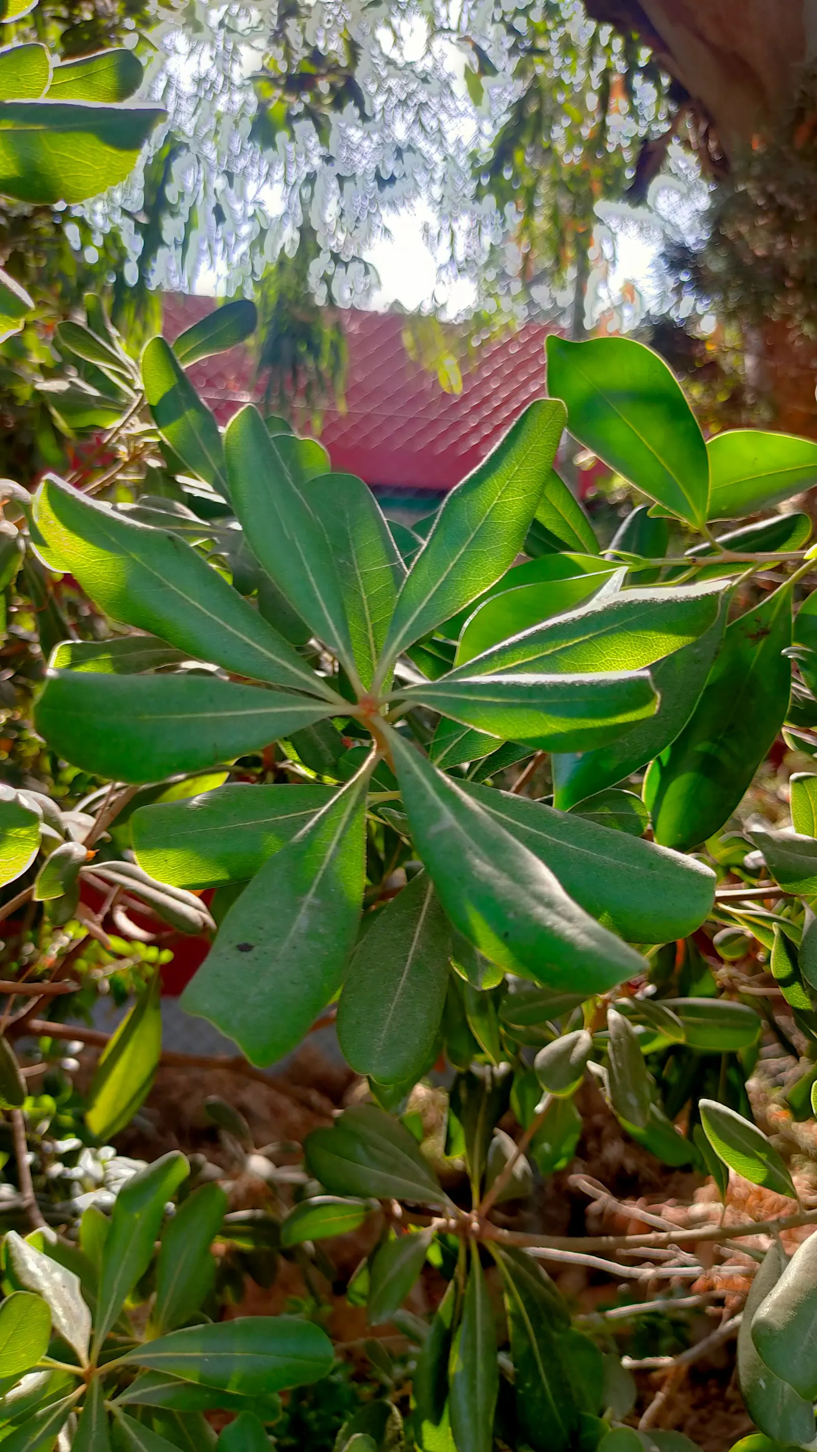 Cheesewood (Pittosporum Viridiflorum) — glossy green leaves that are typically about 1.5 to 4 inches long and 0.6 to 1.5 inches wide; nestled among, image 140
