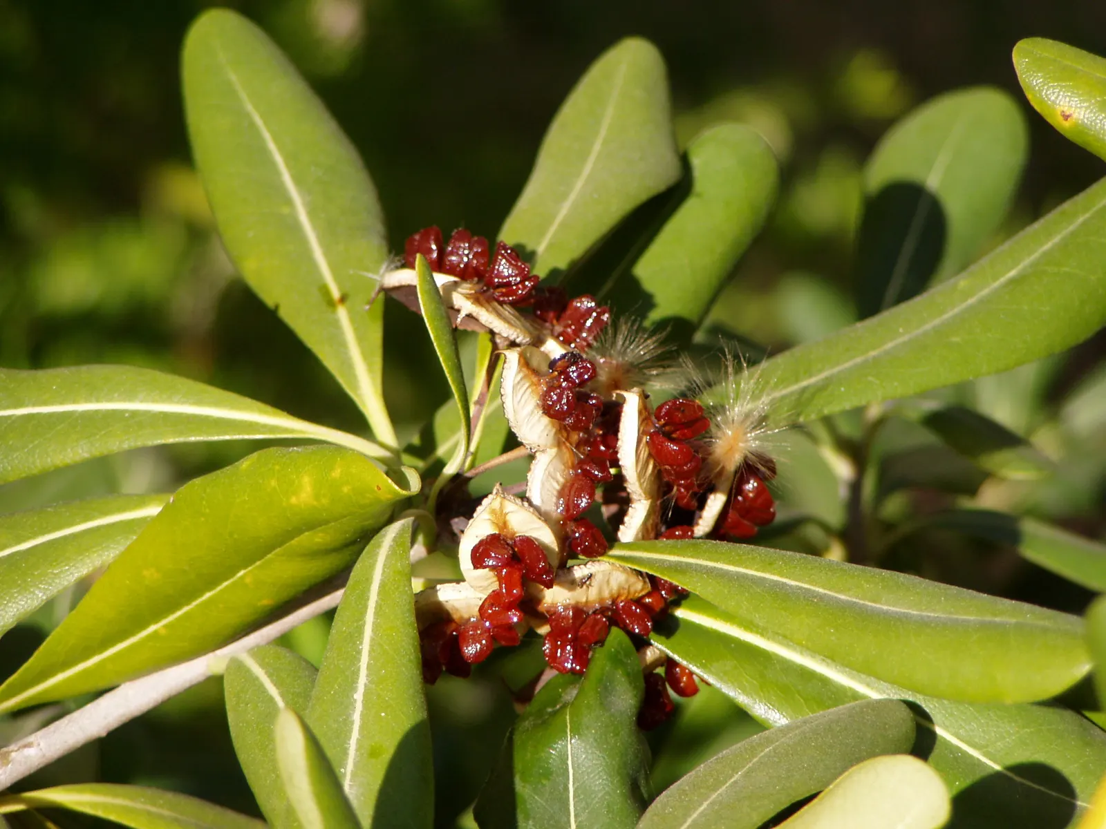 Cheesewood (Pittosporum Viridiflorum) — to accommodate its mature spread and height; these blossoms are a subtle addition, image 125
