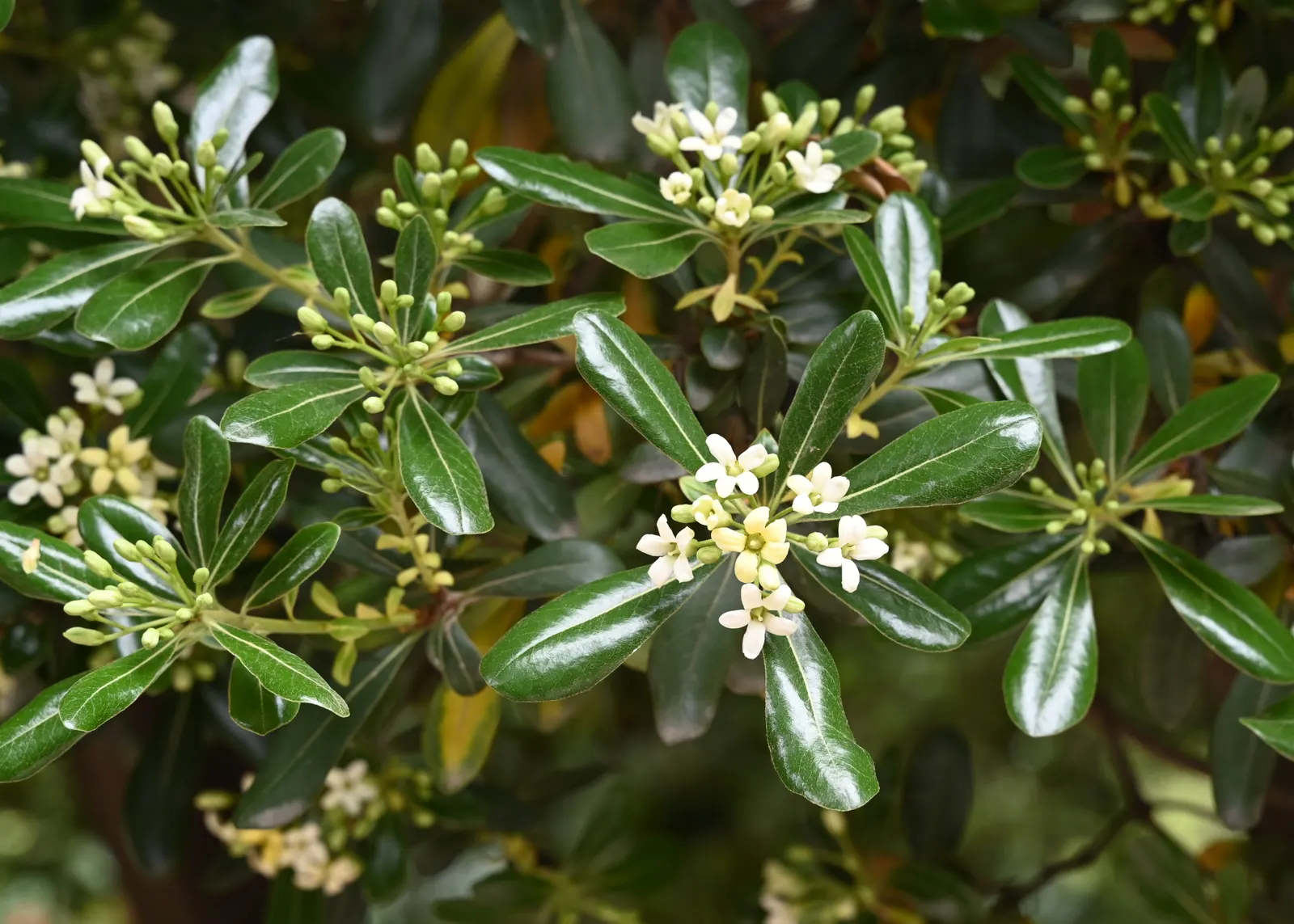 Cheesewood (Pittosporum Viridiflorum) — It's a versatile plant that can be used as a standalone specimen or grouped as a hedge or screen; the trunk, image 95