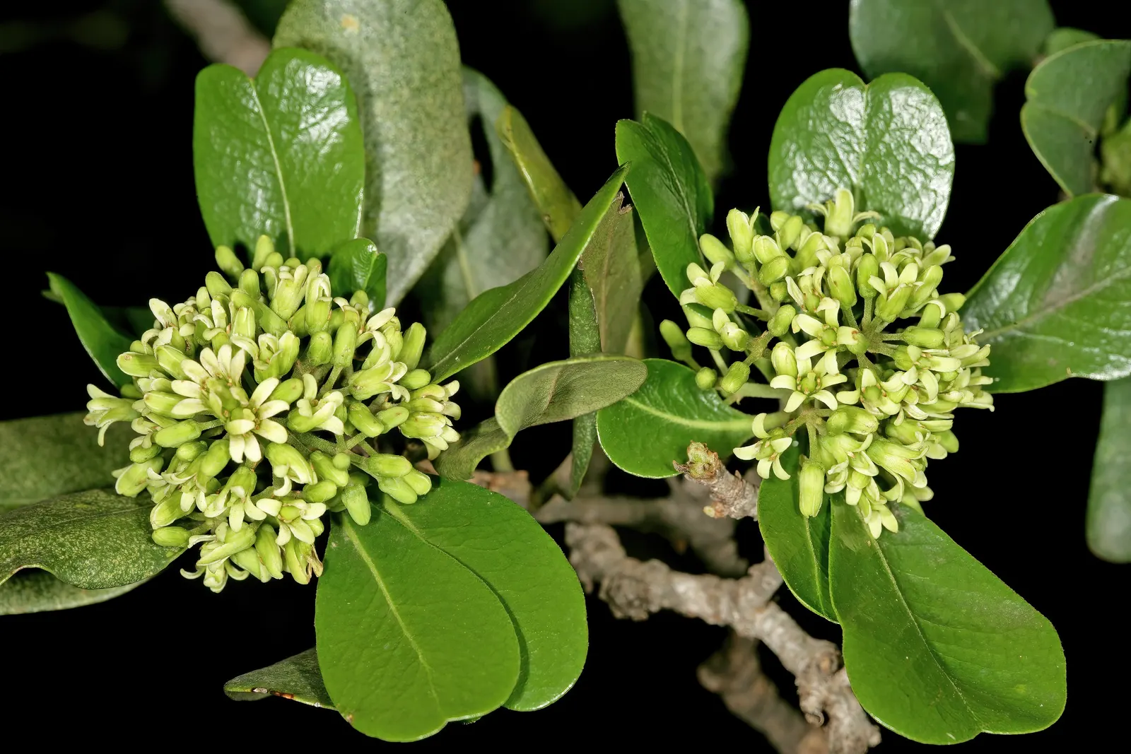 Cheesewood (Pittosporum Viridiflorum) — Its dense, glossy green foliage and small, fragrant yellow-green flowers add texture and aroma to landscapes