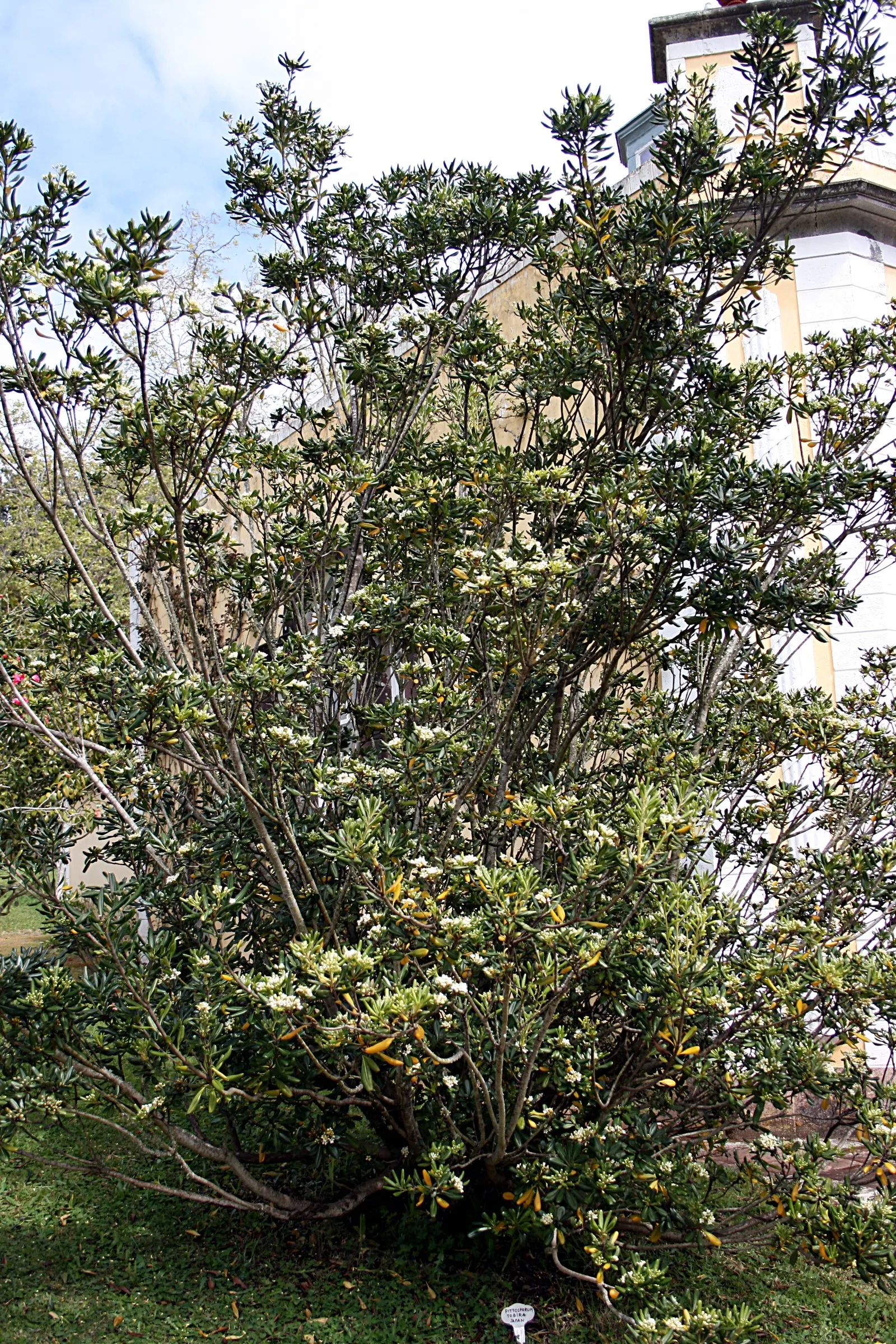 Cheesewood (Pittosporum Viridiflorum) — typically around 10 to 15 feet; commonly referred to as Cheesewood, image 124