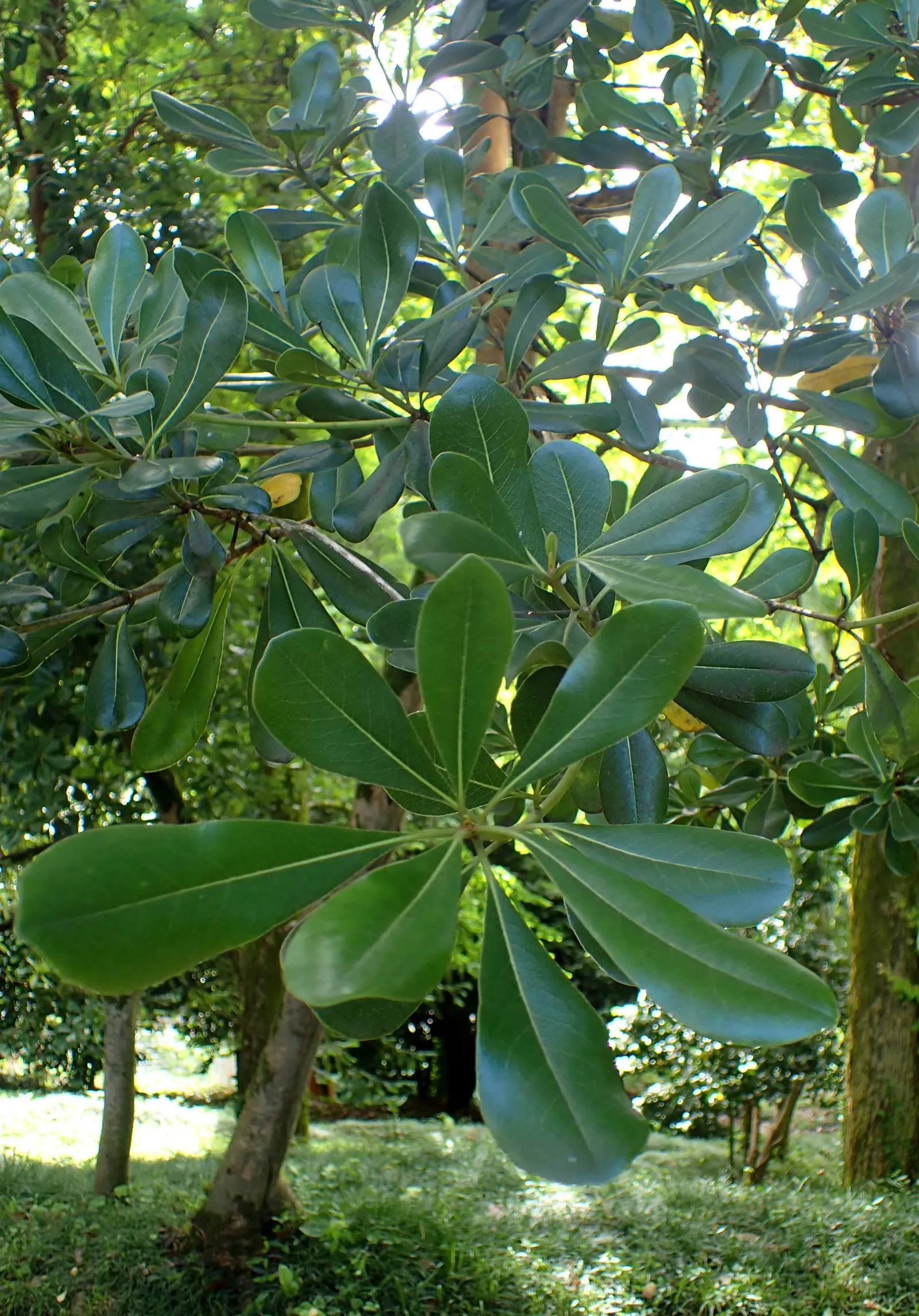 Cheesewood (Pittosporum Viridiflorum) — glossy green leaves that are typically about 1.5 to 4 inches long and 0.6 to 1.5 inches wide; nestled among, image 114